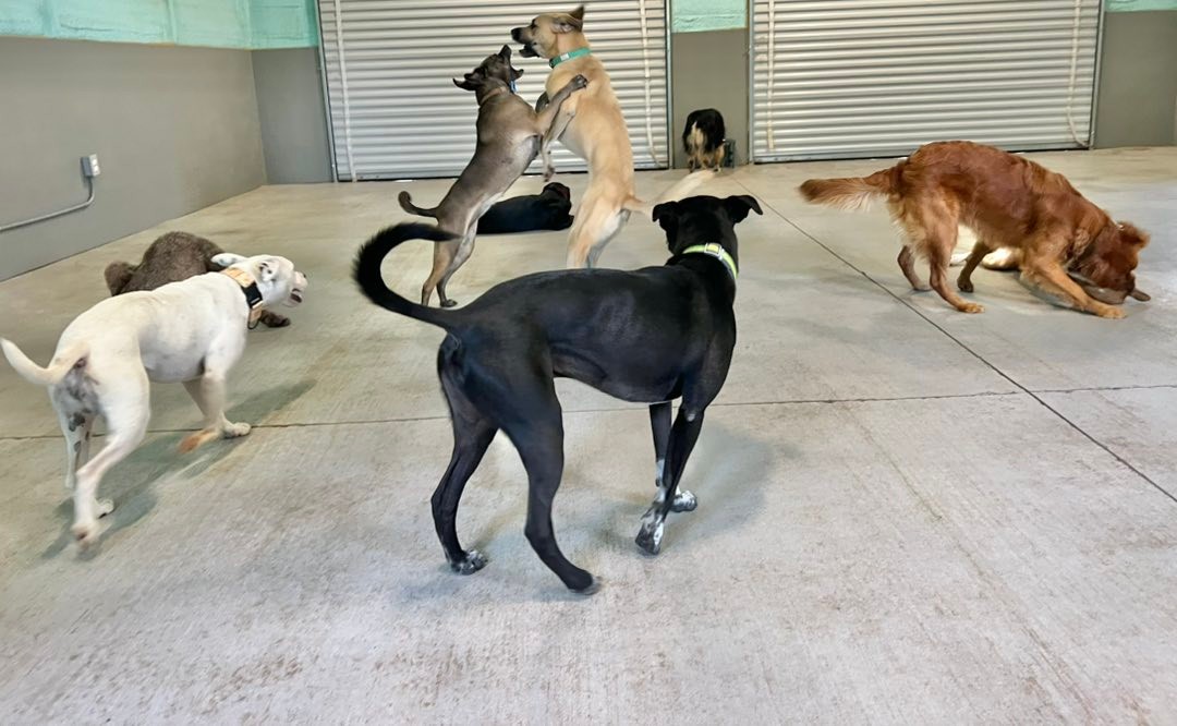 The RUFF Life Pet Resort added... - The RUFF Life Pet Resort