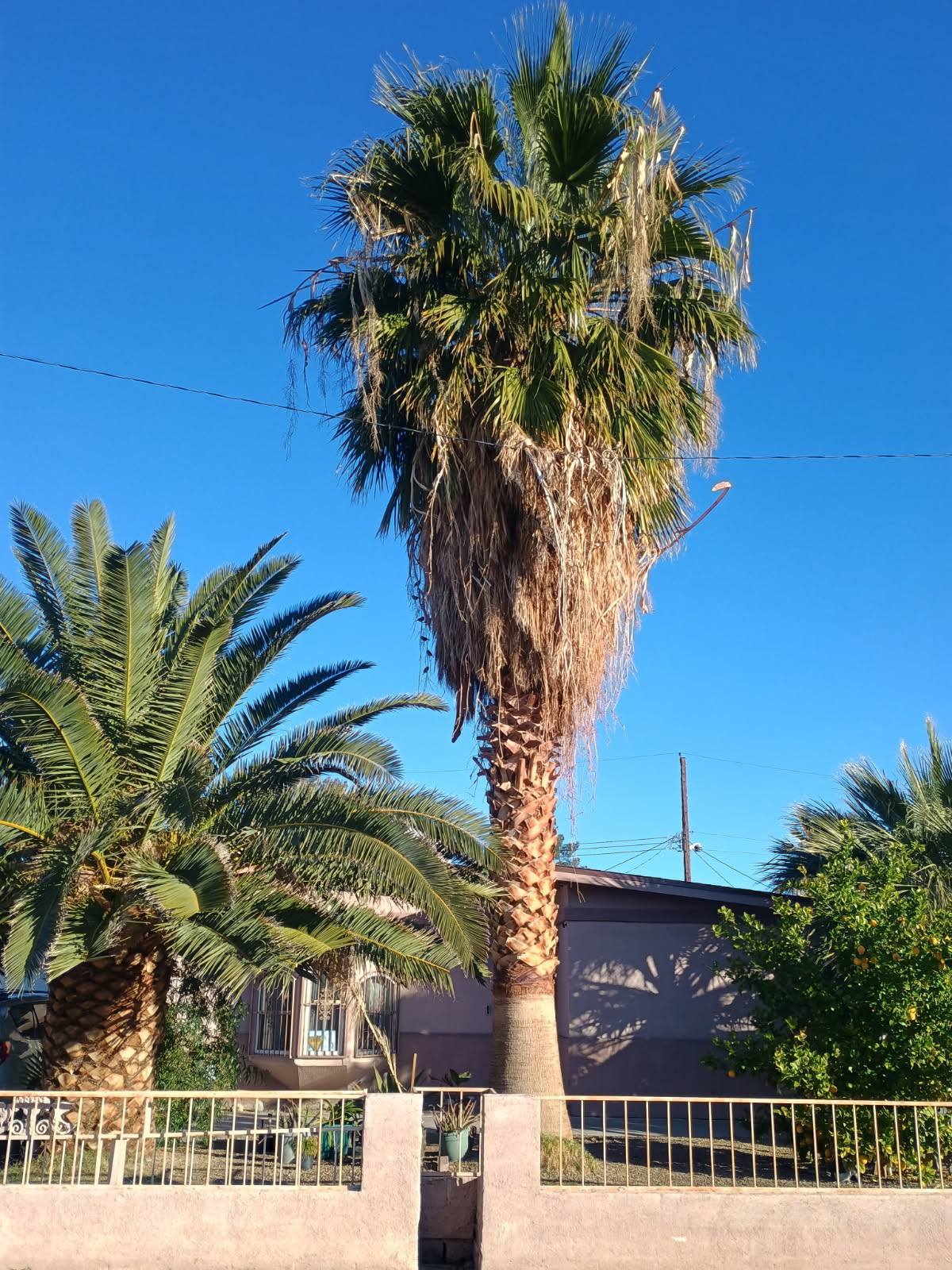 Aron's Tree Service | Las Vegas NV