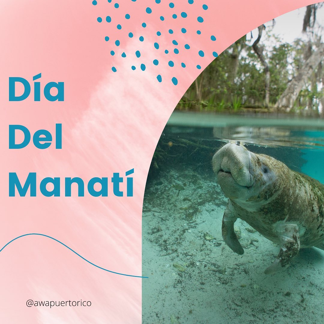 🌊 Durante esta semana @manati_pr... - Awa Outdoor Puerto Rico