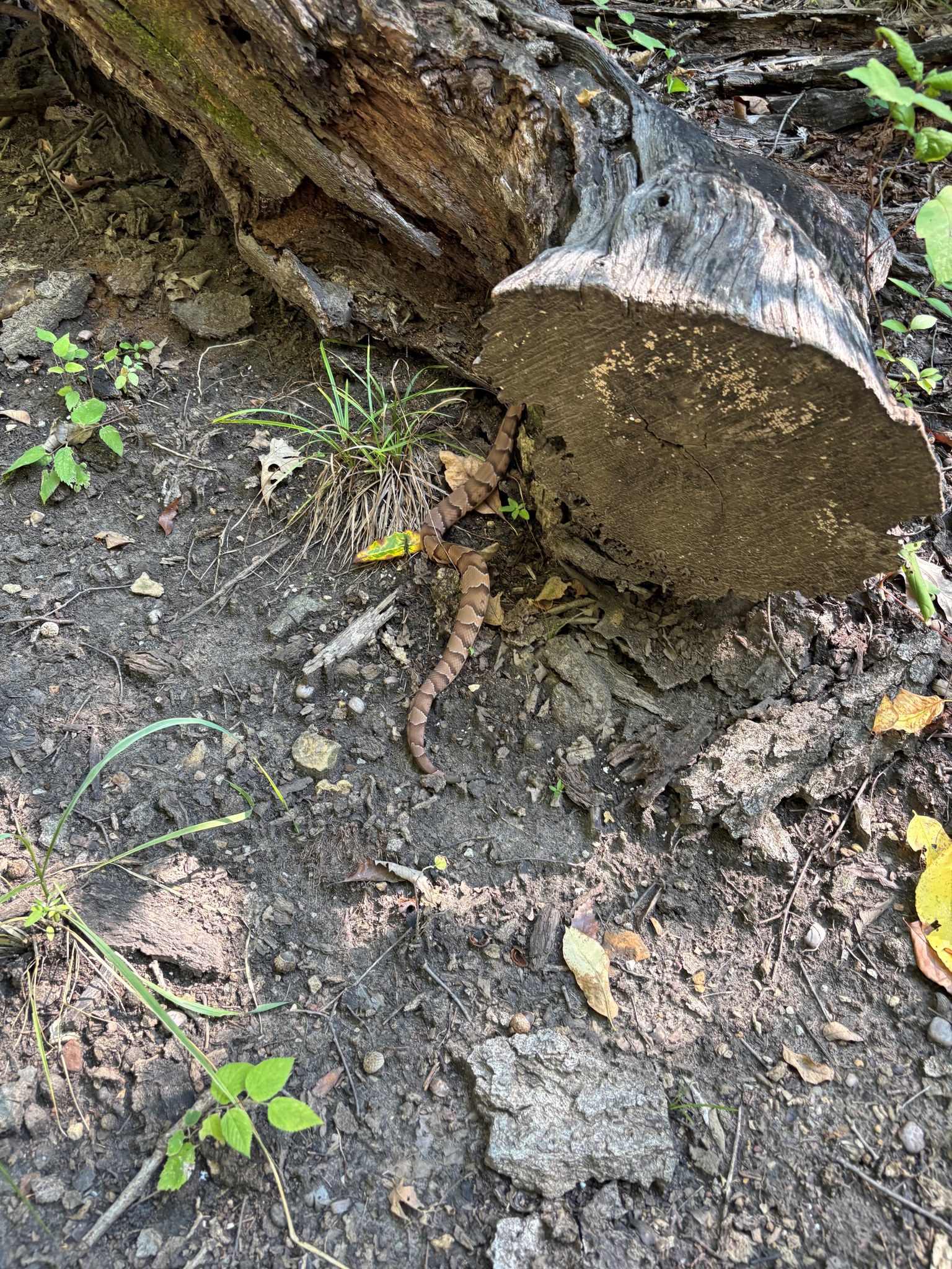KSNT - Can you spot the danger noodle in this photo? 👀🐍 A KSNT reporter ...
