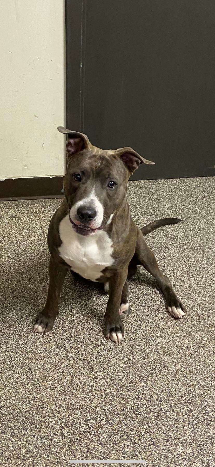 Found puppy near ZX gas station on Providence