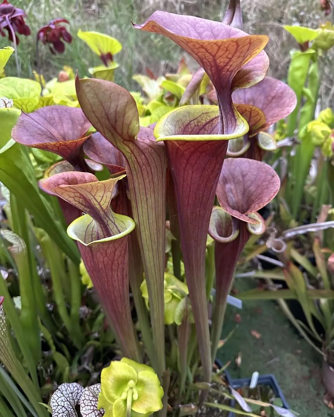 New plant profiles for... - Carnivorous Plant Resource | Facebook