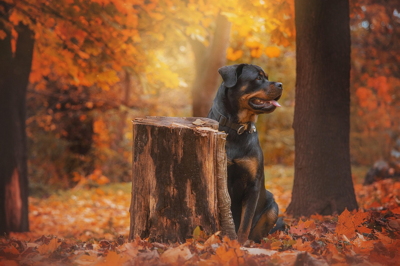 Rottweilereiden erikoisnäyttely - Finnish Rottweiler special show 2024 ...