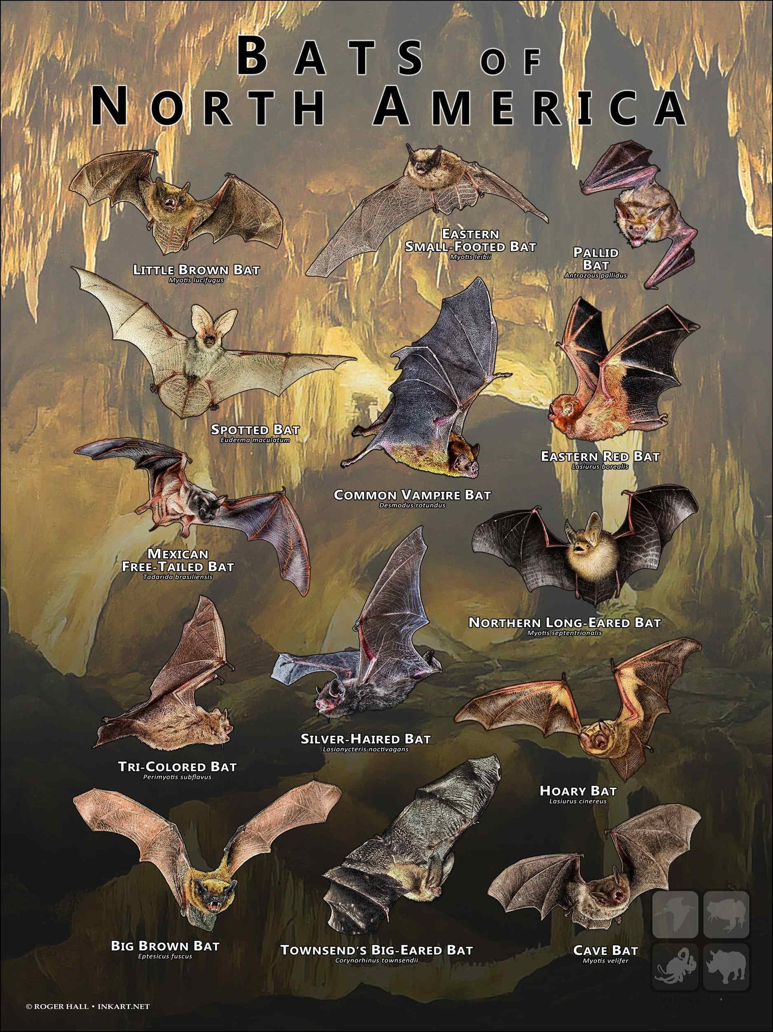 Bats in the world added a new photo. - Bats in the world