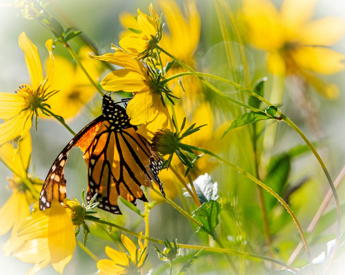 Muscatatuck - The life of a butterfly can be difficult and dangerous ...