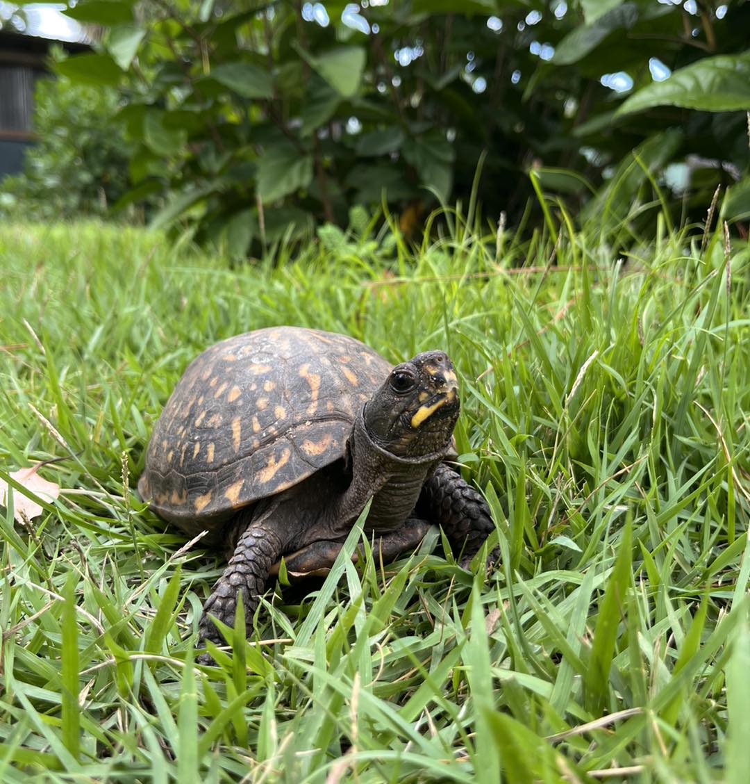 ZooWorld - Box turtles may be small, but they're tough! With their ...