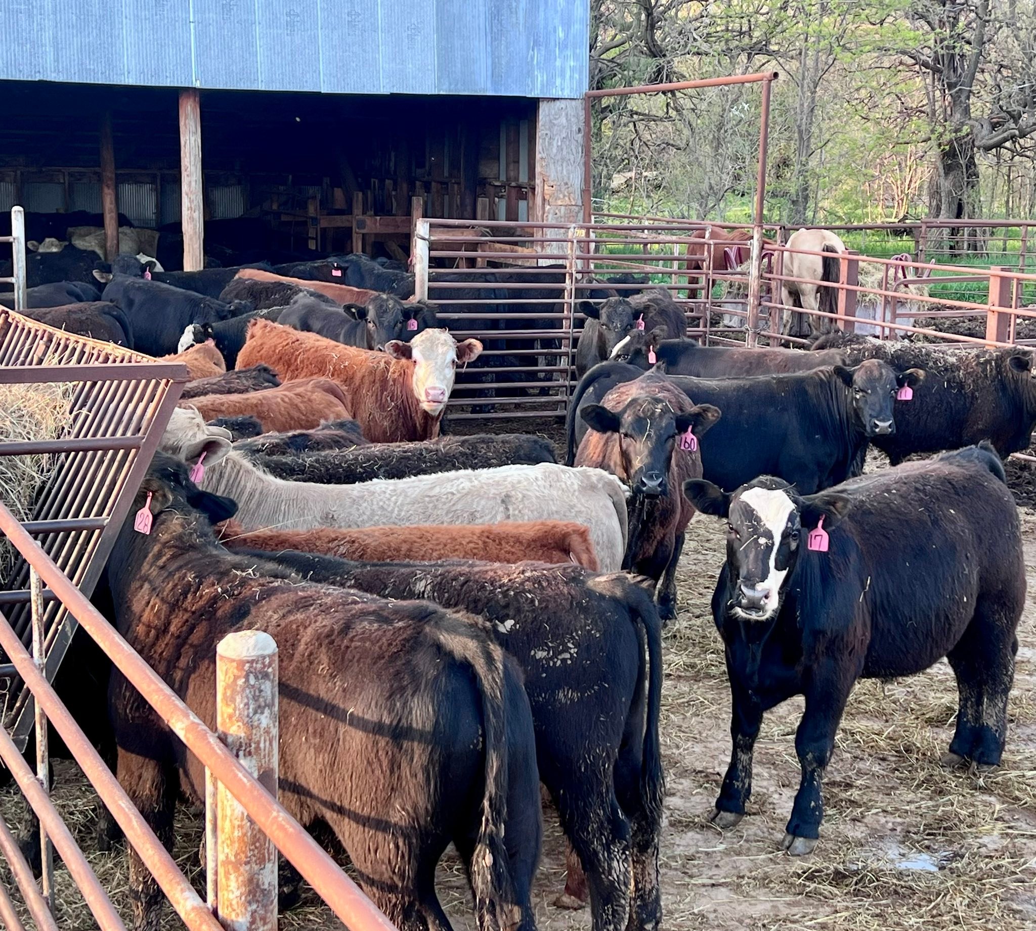 River Ridge Ranch | Arlington NE