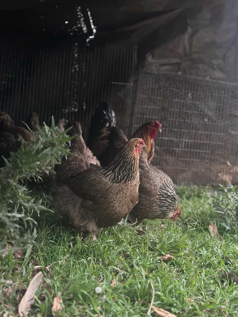 The Big, Fluffy, Fabulous Brahma... - Northern Rivers Poultry | Facebook