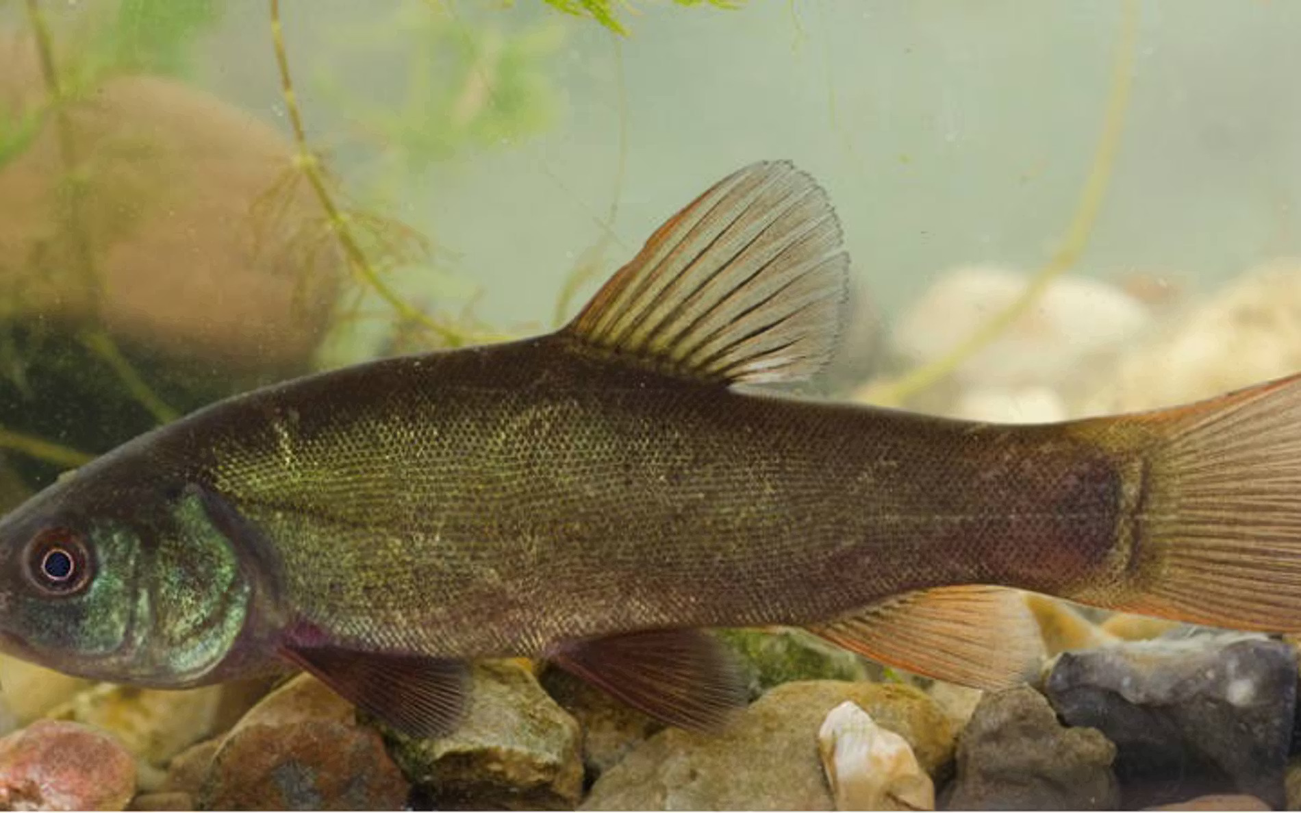Fish in Focus: Tench 🐟 Our... - Canal & River Trust Angling | Facebook