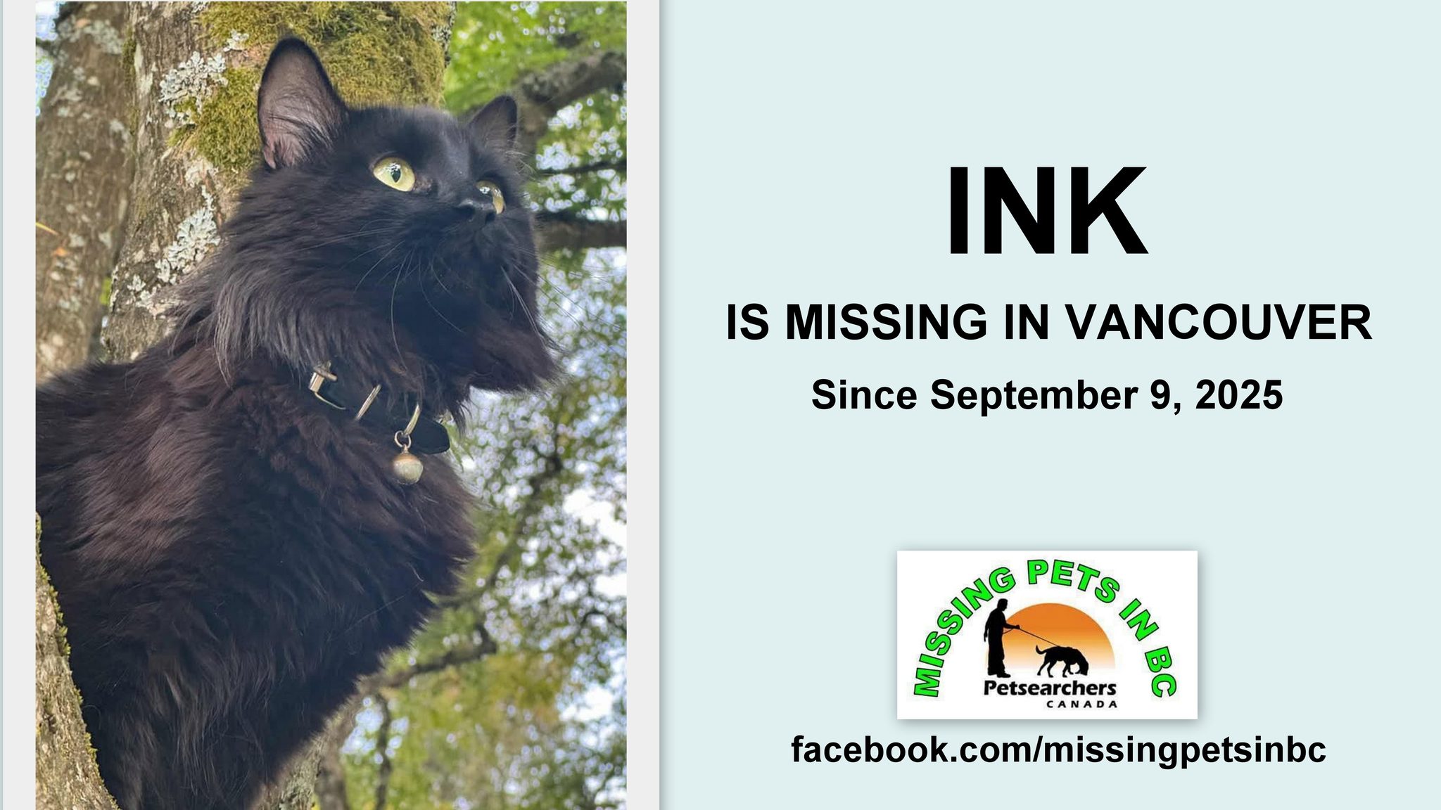 Missing - VANCOUVER: HAVE YOU SEEN INK??? INK: Male ragdoll cat is ...