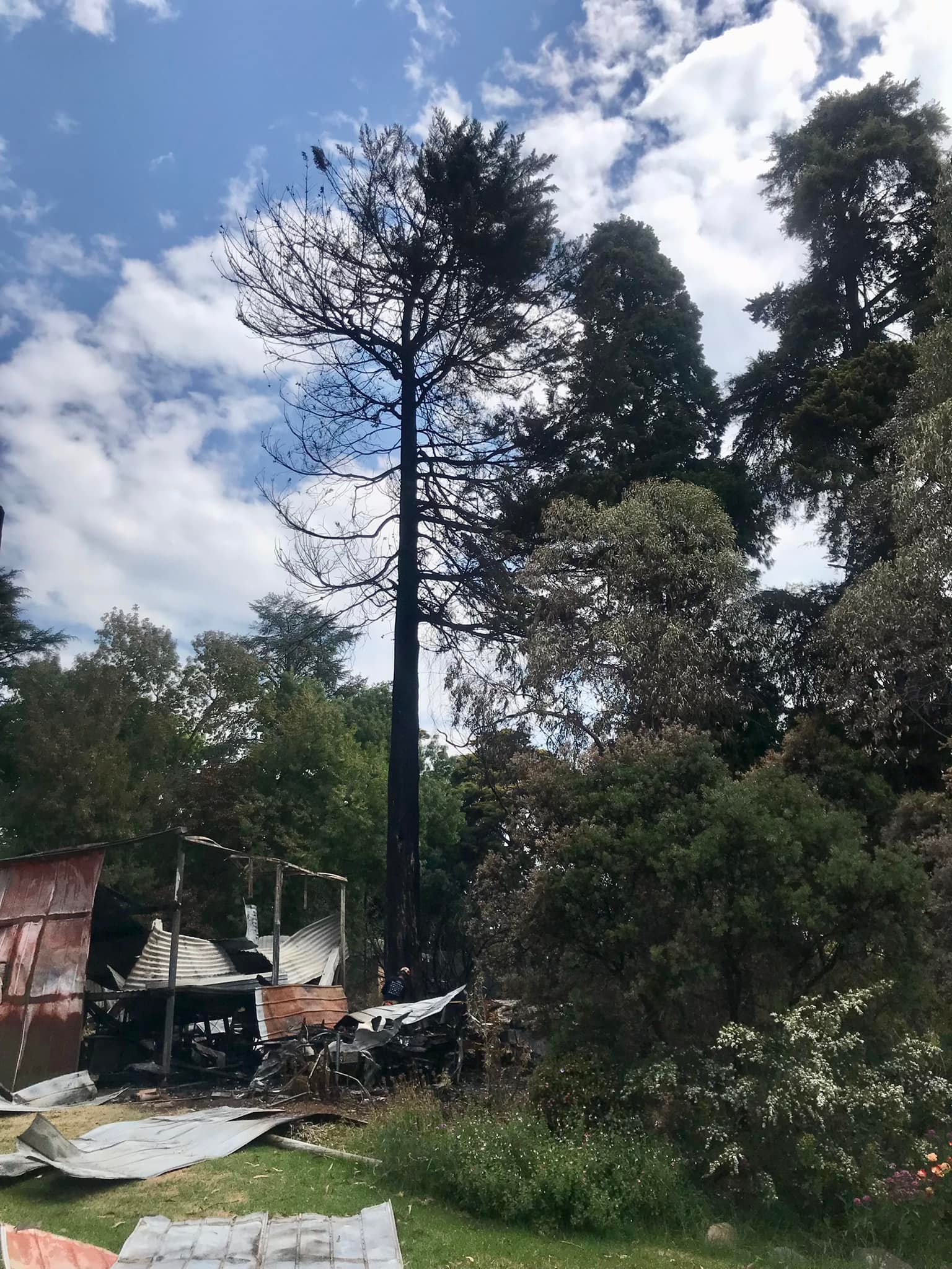Tomcat Tree Services | Pearcedale VIC