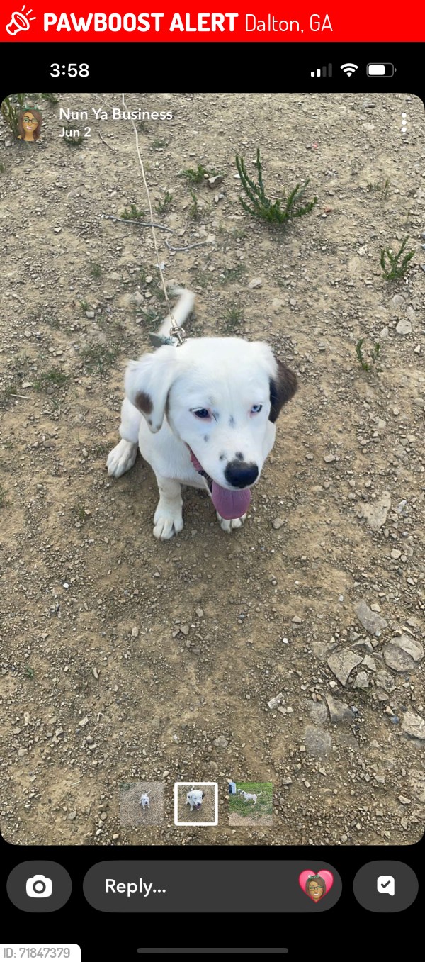 deb klowas Lost dogs in diapers on Cotton Drive and Aerie Drive Codeage Liposomal Glutathione 1000mg