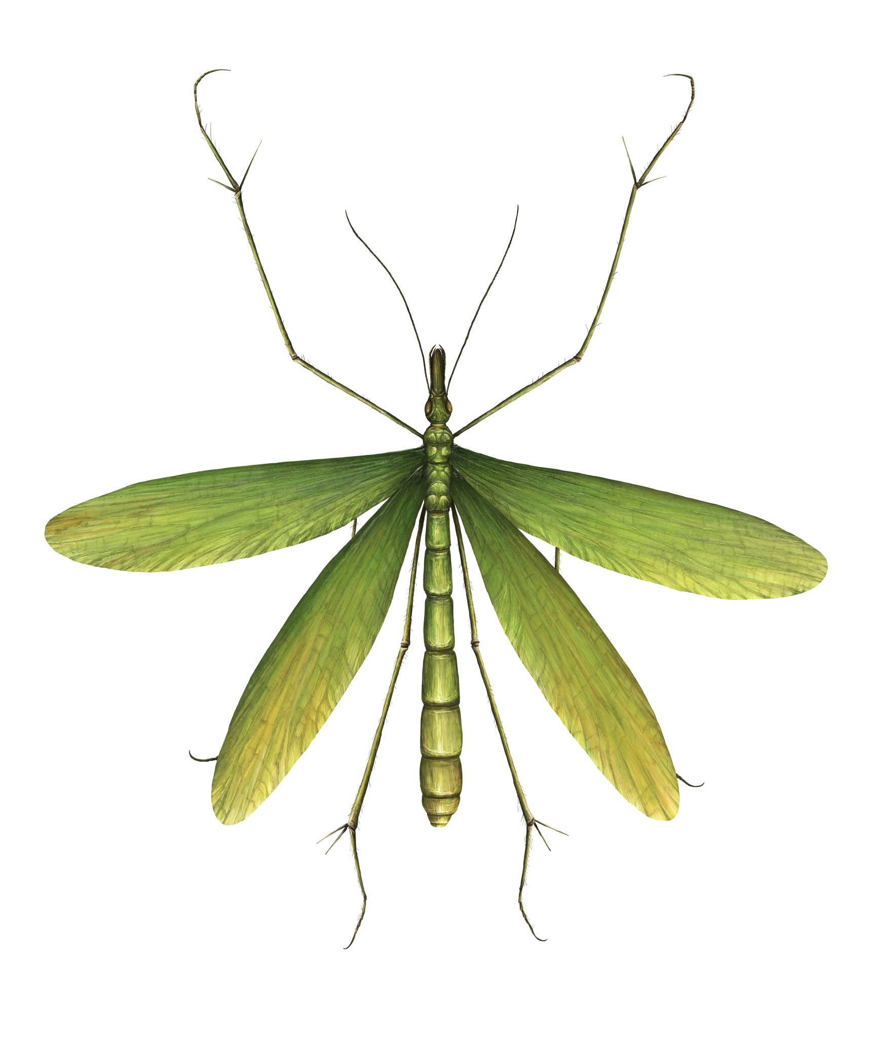 This amazing insect is... - Liam Elward Paleoart | Facebook