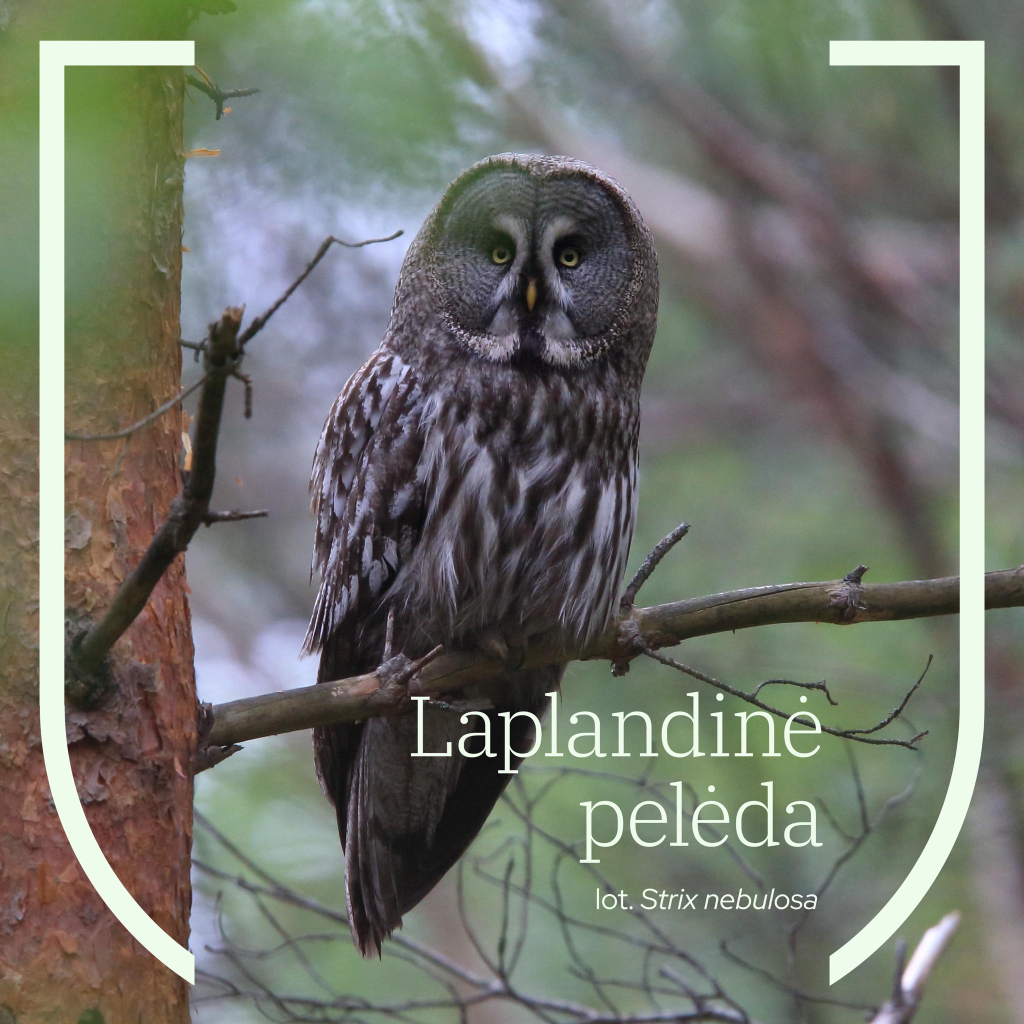 Laplandinė pelėda yra... - Sengirė / The Ancient Woods | Facebook