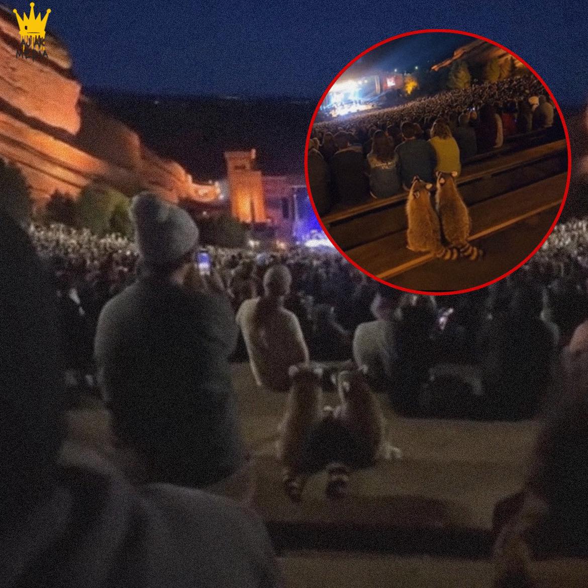 StoryTime - Two Raccoons Snuck Into a Concert And Stayed... | Facebook