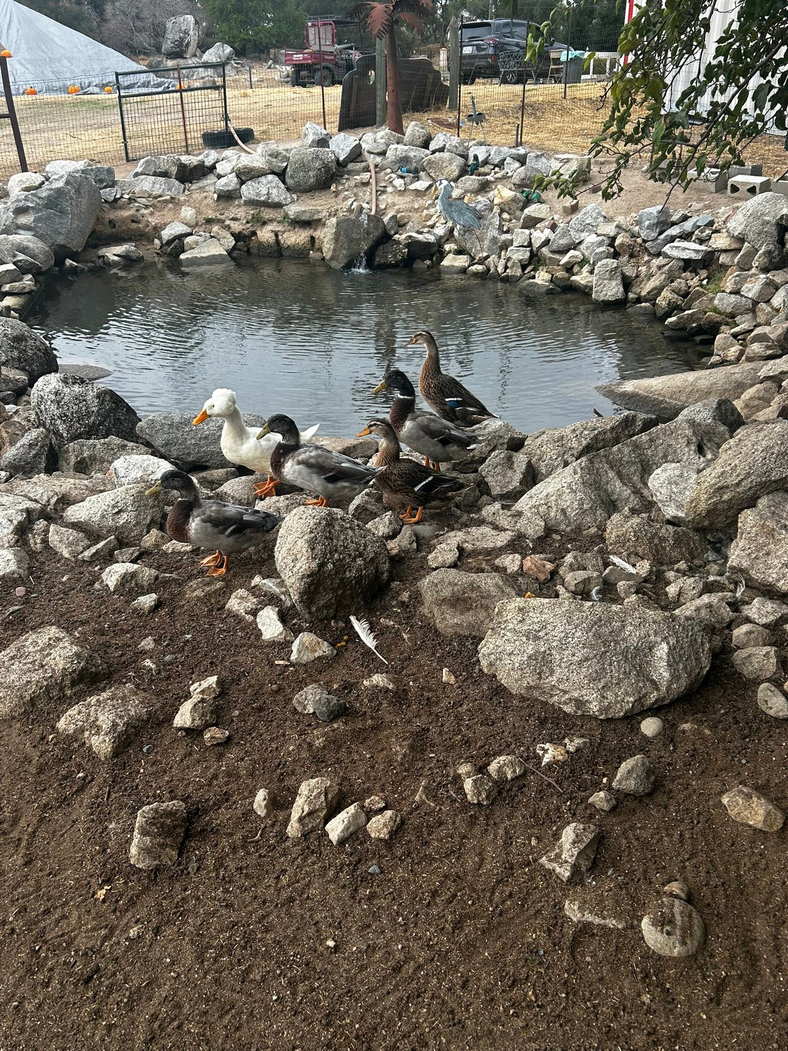 Rickey Ranch Pumpkin Patch | Granite Bay CA