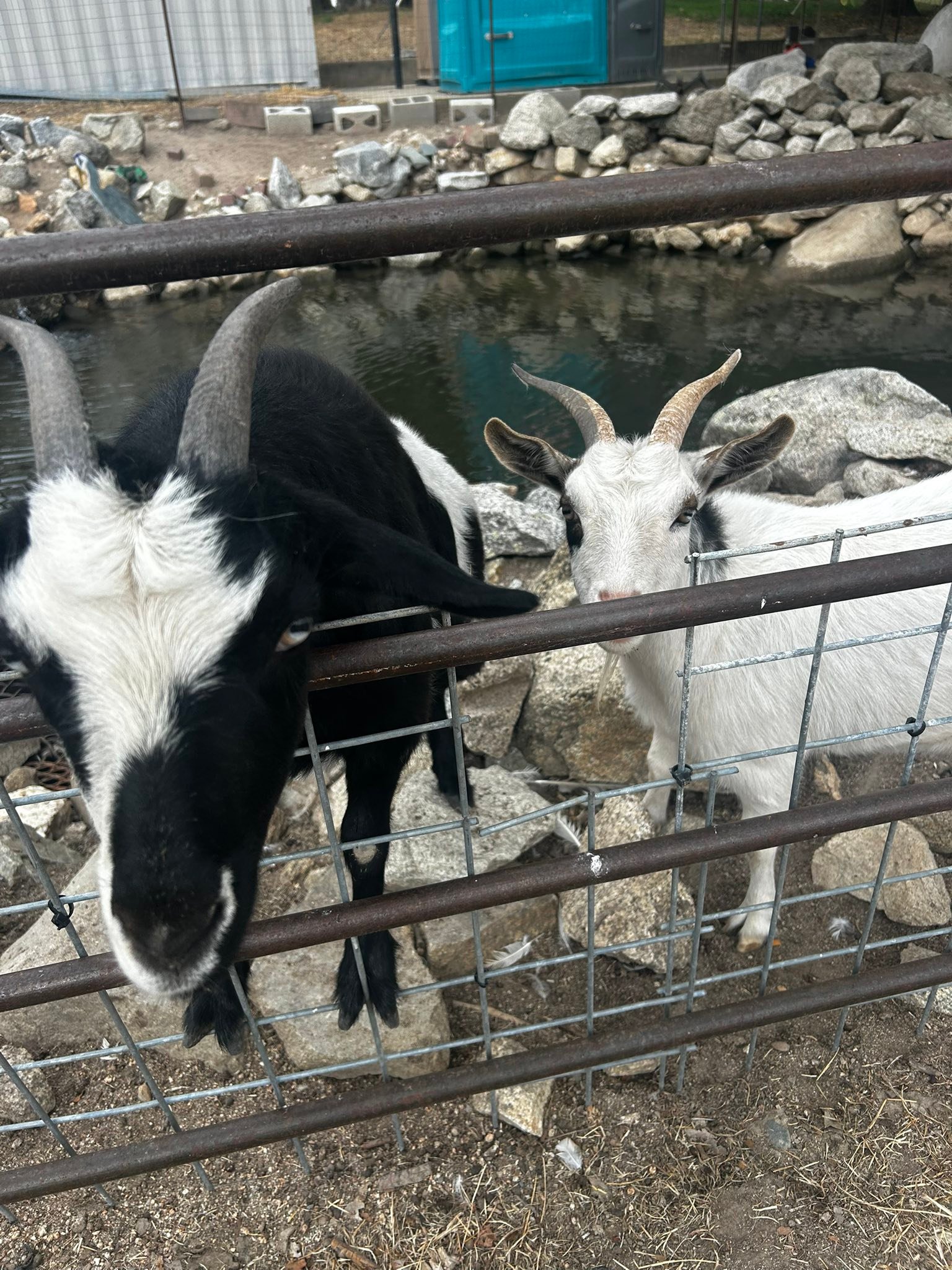 Rickey Ranch Pumpkin Patch | Granite Bay CA
