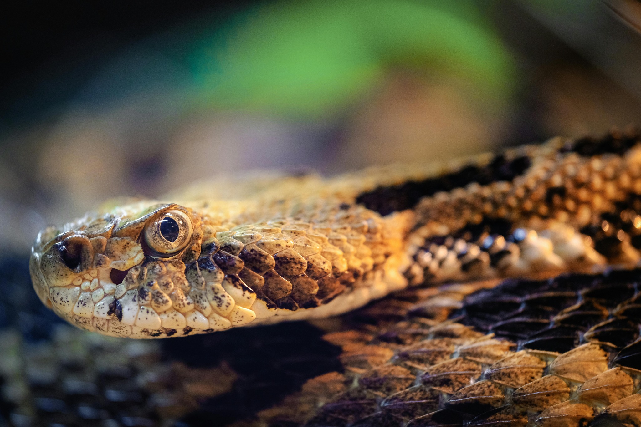 Trapper Tim’s nuisance wildlife removal LLC | Morgantown IN