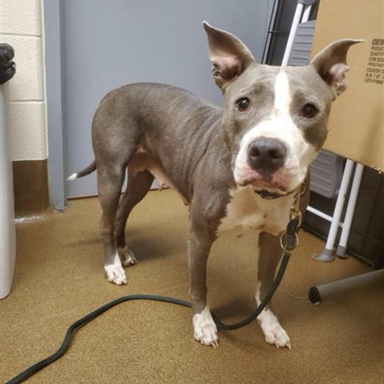 Beauties - 💔UPDATE: EUTHANIZED BY WICHITA ANIMAL SHELTER💔 B&B POST ...