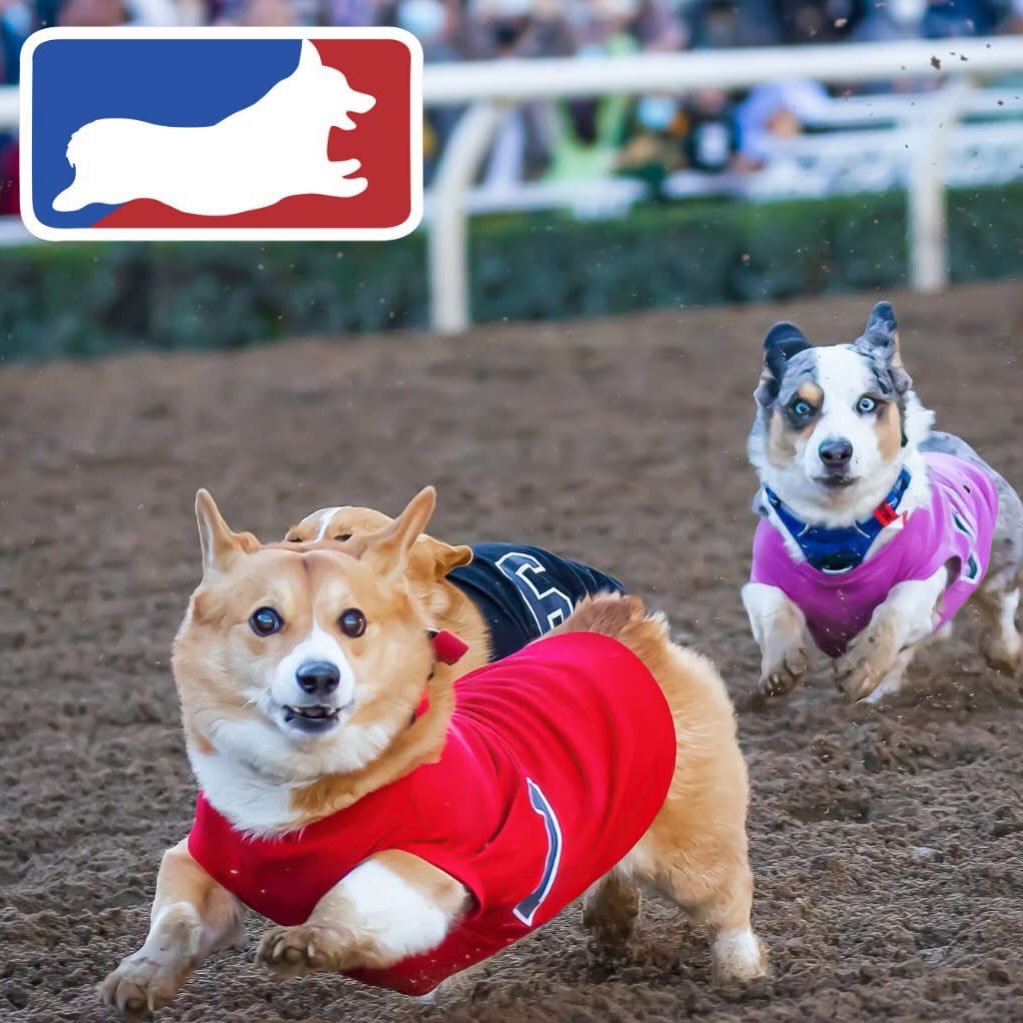 🏁 IT’S GO TIME! VIP and GA tix... - So Cal Corgi Beach Day | Facebook