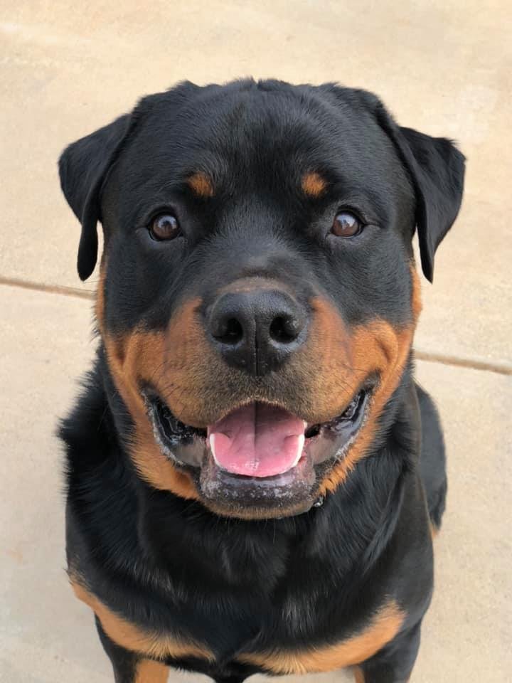 Rottweiler - One look is enough to fall in love. ️👑 | Facebook