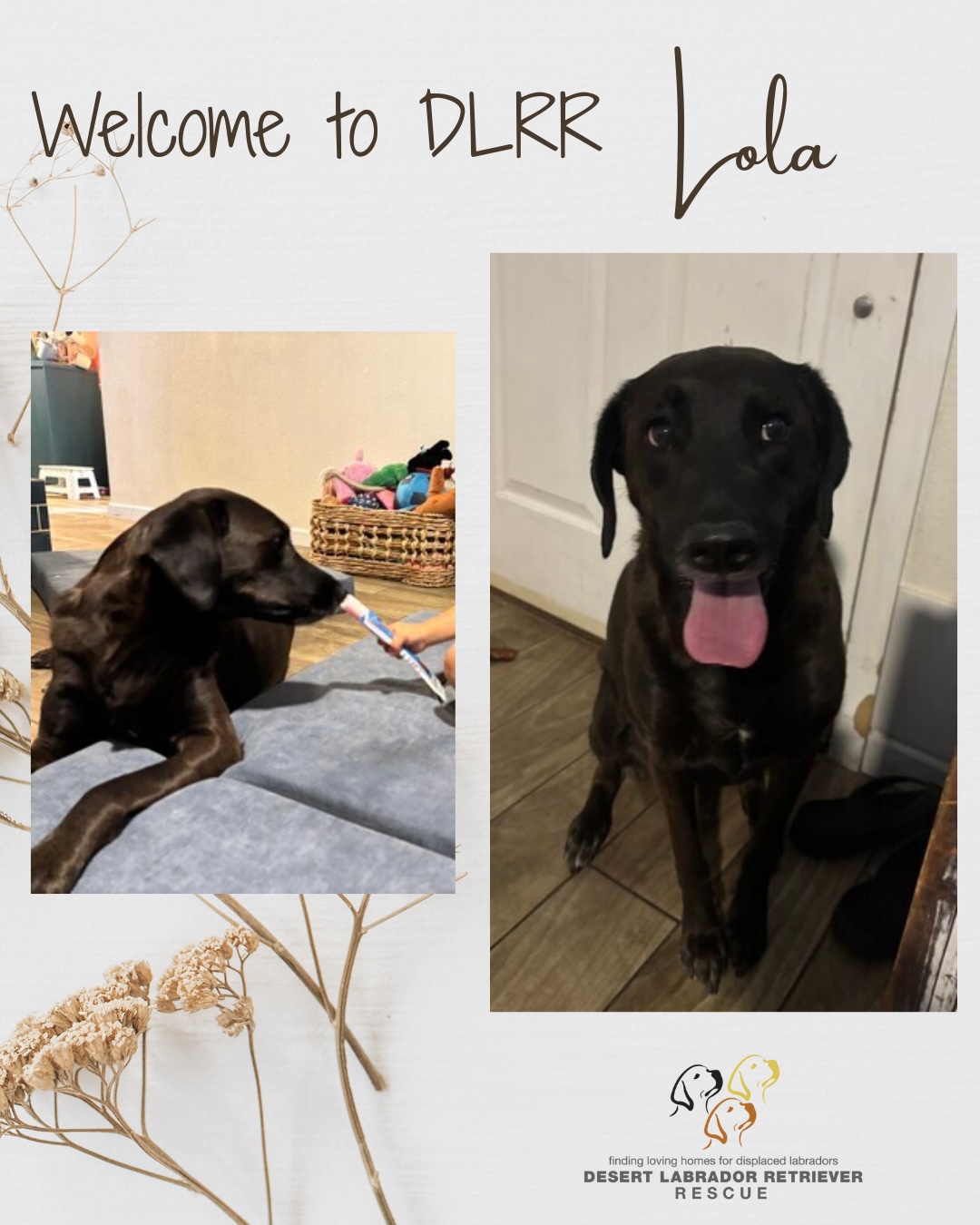 Desert Labrador Retriever Rescue | Glendale AZ