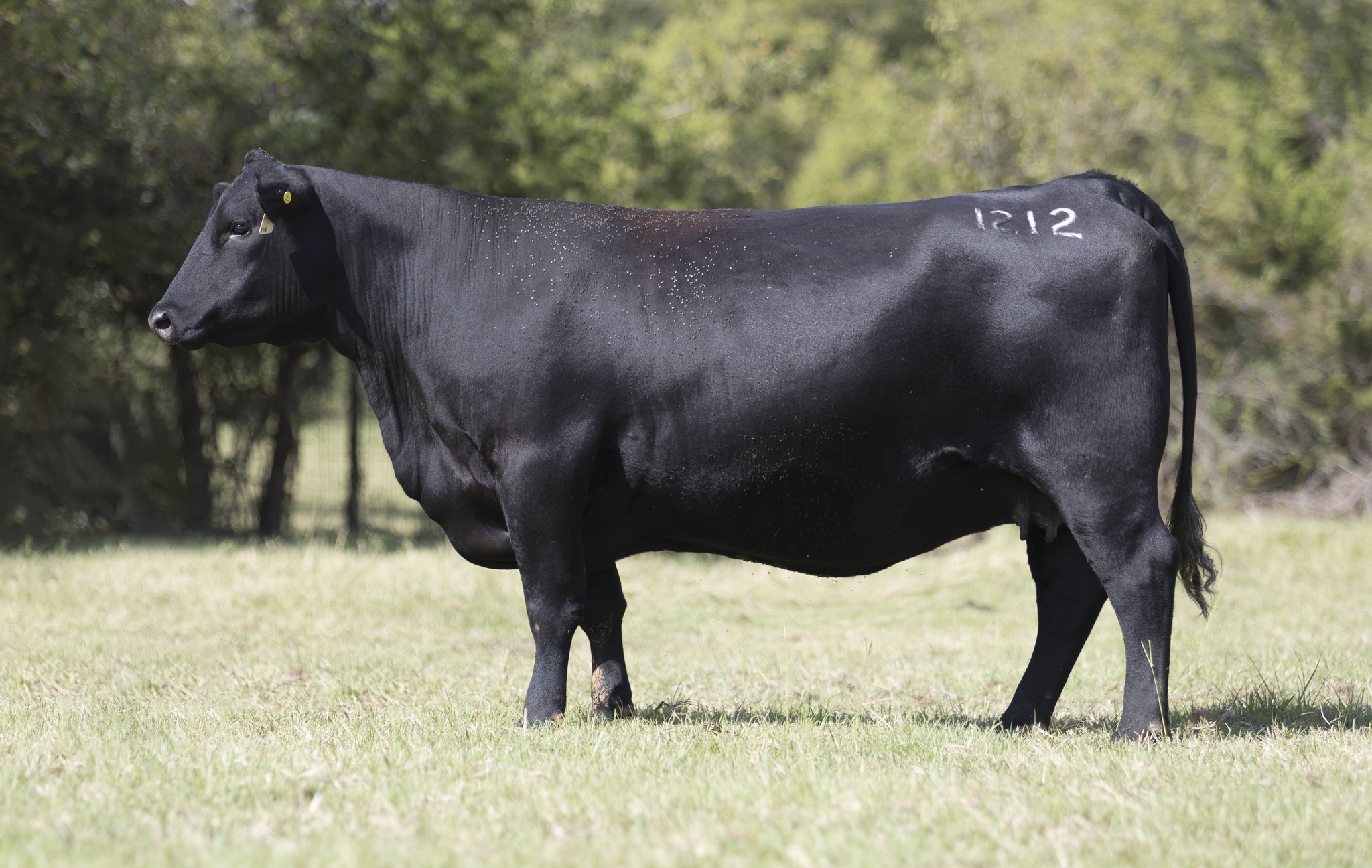 Jetset Angus Inaugural Female and Bull Sale