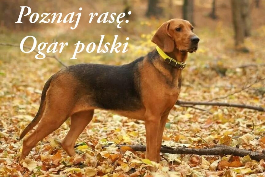 Rademenes - 🐾 Poznaj rasę: Ogar polski 🇵🇱 Ogar polski to prawdziwa duma ...