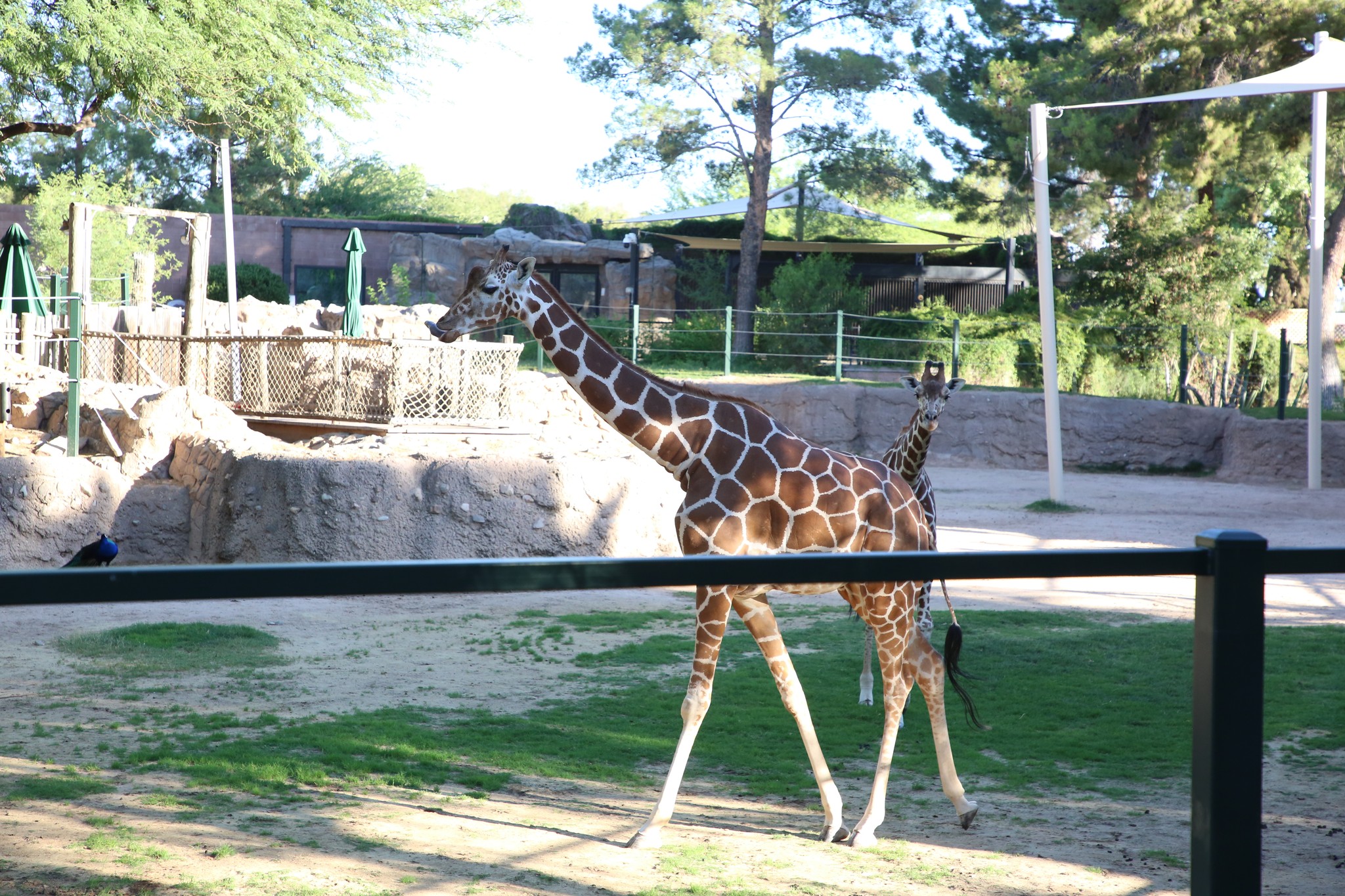 Reid Park Zoo | Tucson AZ