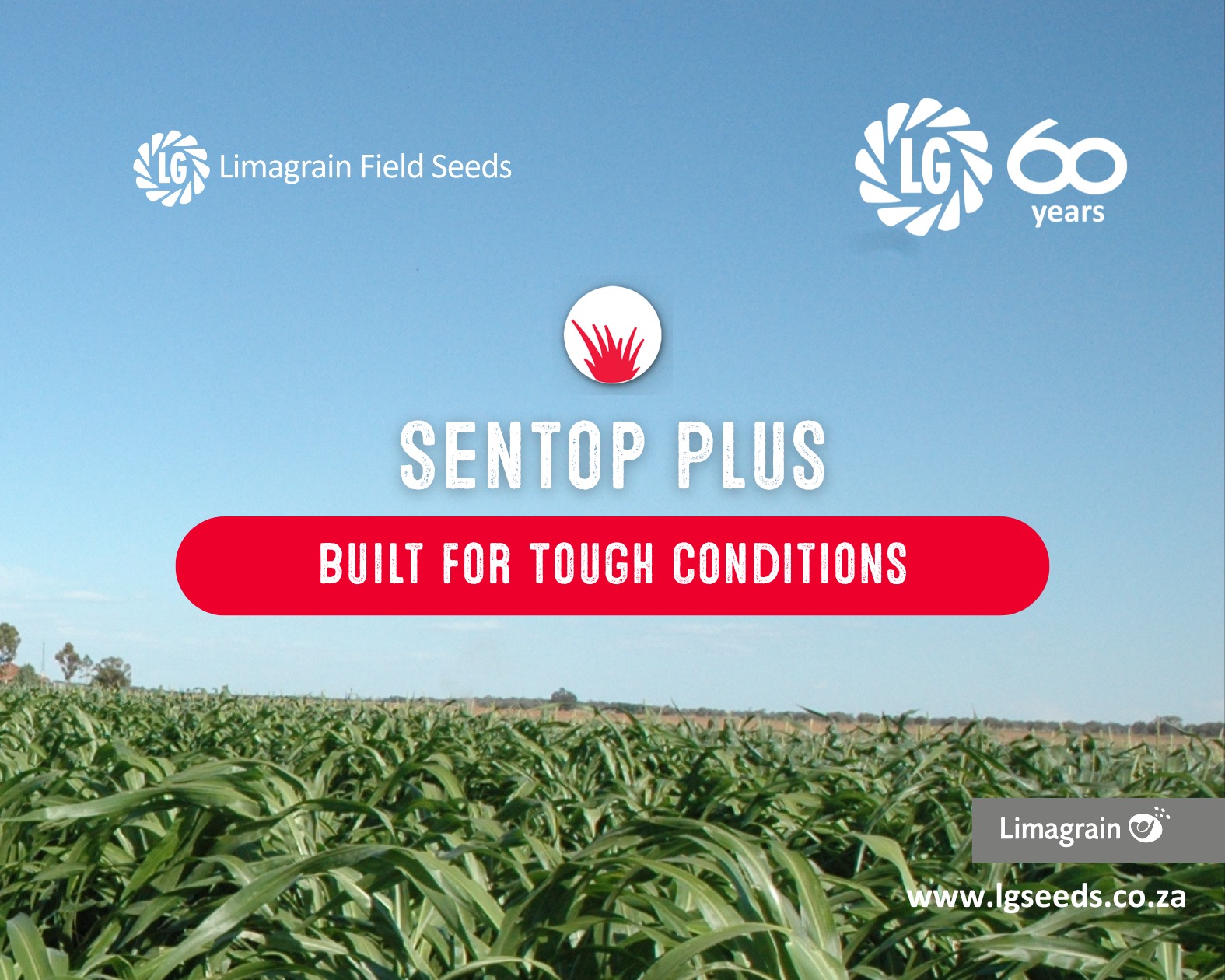 Sentop Plus — Built... - Limagrain Field Seeds South Africa | Facebook