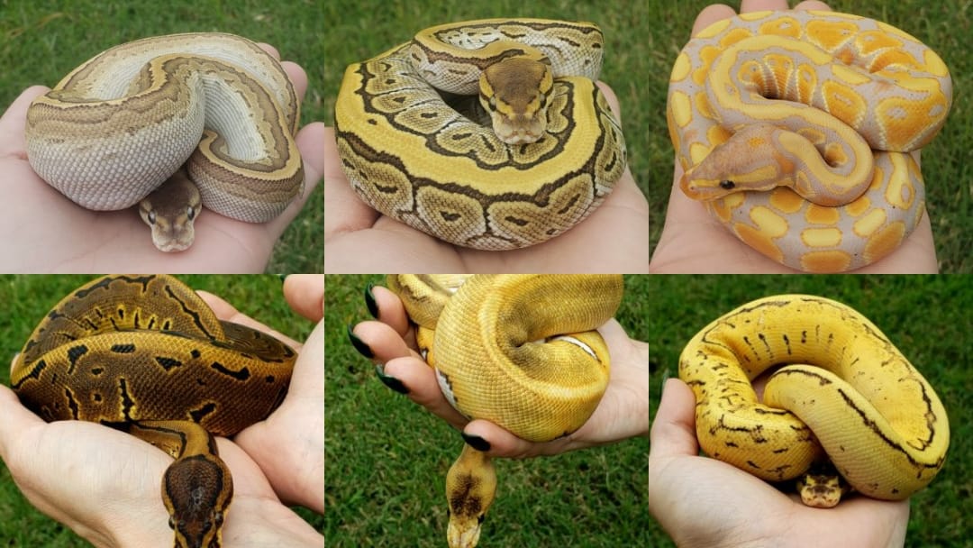 Curated visual reference: Gallery Detail: Goof Ball Pythons