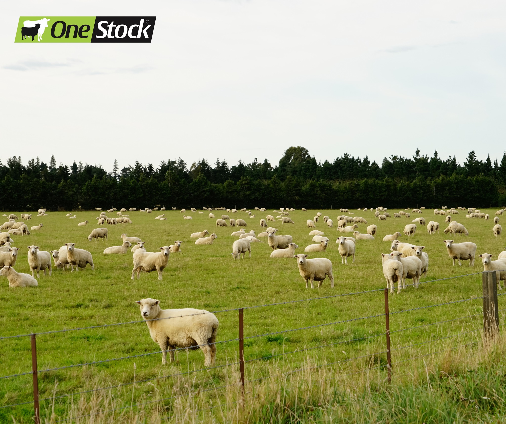 Carrfields Livestock Taranaki