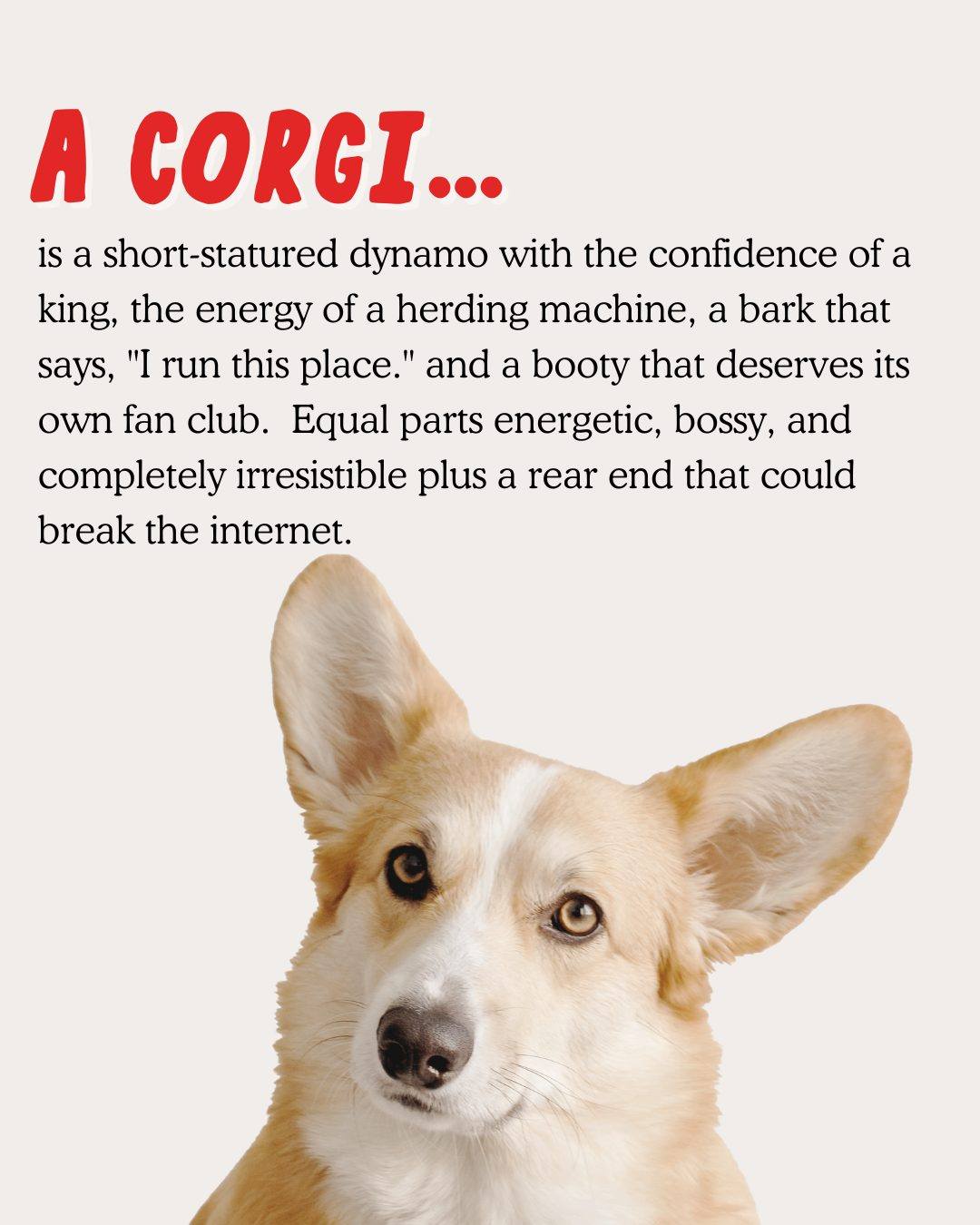 Exactly! #corgi - Corgi Appreciation | Facebook