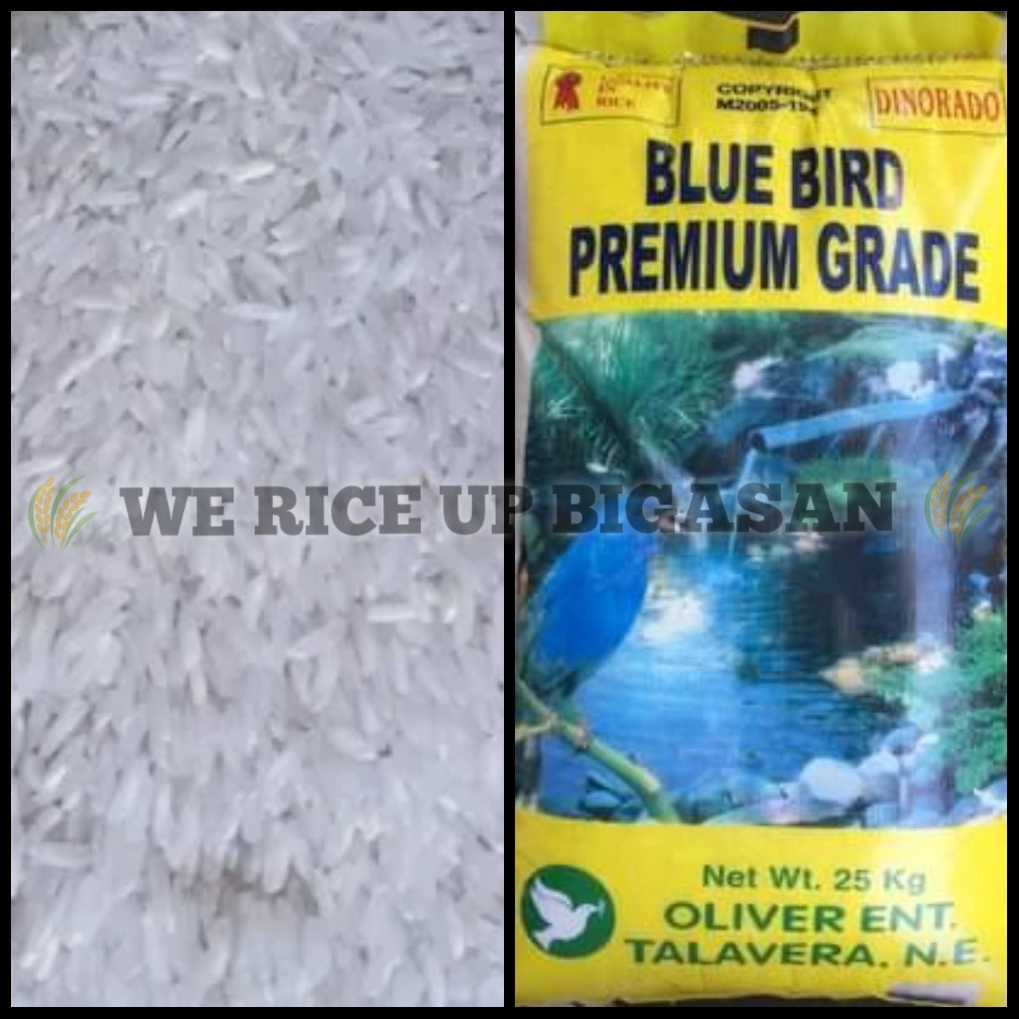 🌾 Blue Bird Special Rice 25 kgs 🏷️ 1,350 - We RICE Up Bigasan | Facebook