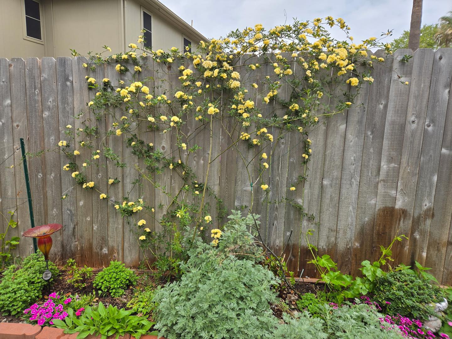 Lady Banks Yellow Climbing Rose - Live Plant In Gallon Pot, Thornless