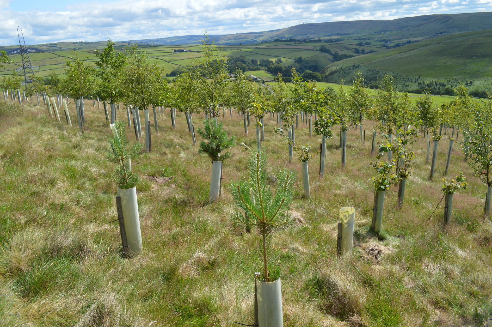 Forus Tree | Hebden Bridge