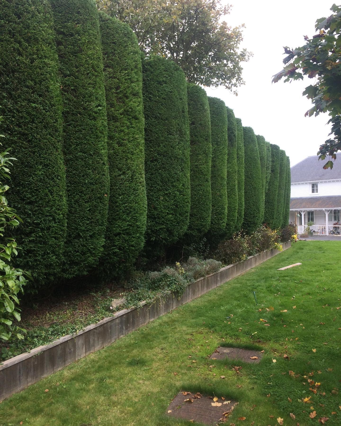 Sharp Treeworks