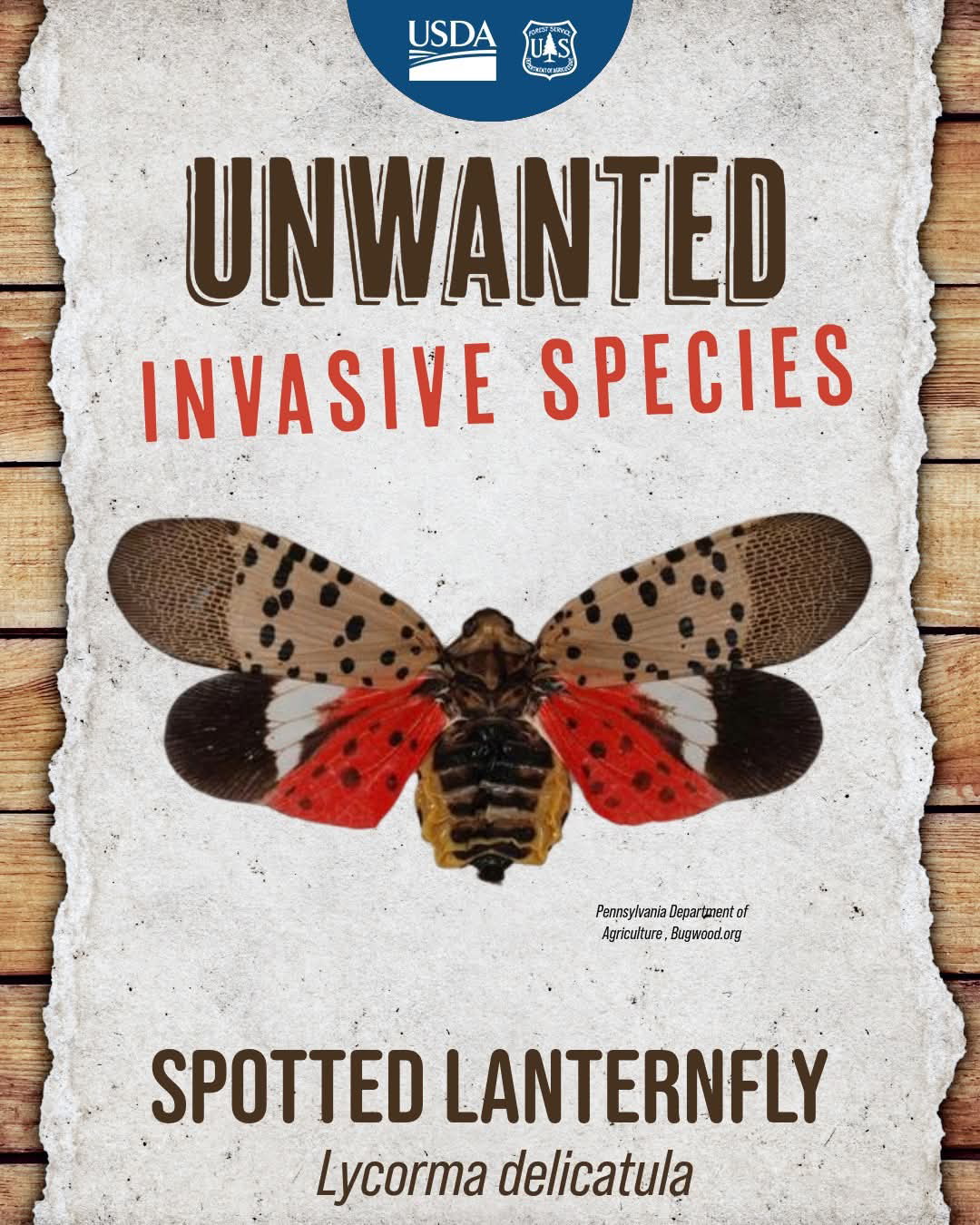 Windsor - UNWANTED: Spotted Lanternfly (Lycorma delicatula) from Asia ...