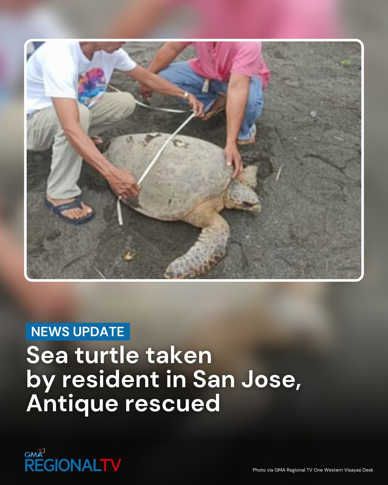 NEWS UPDATE: A sea turtle, believed... - GMA Regional TV News | Facebook