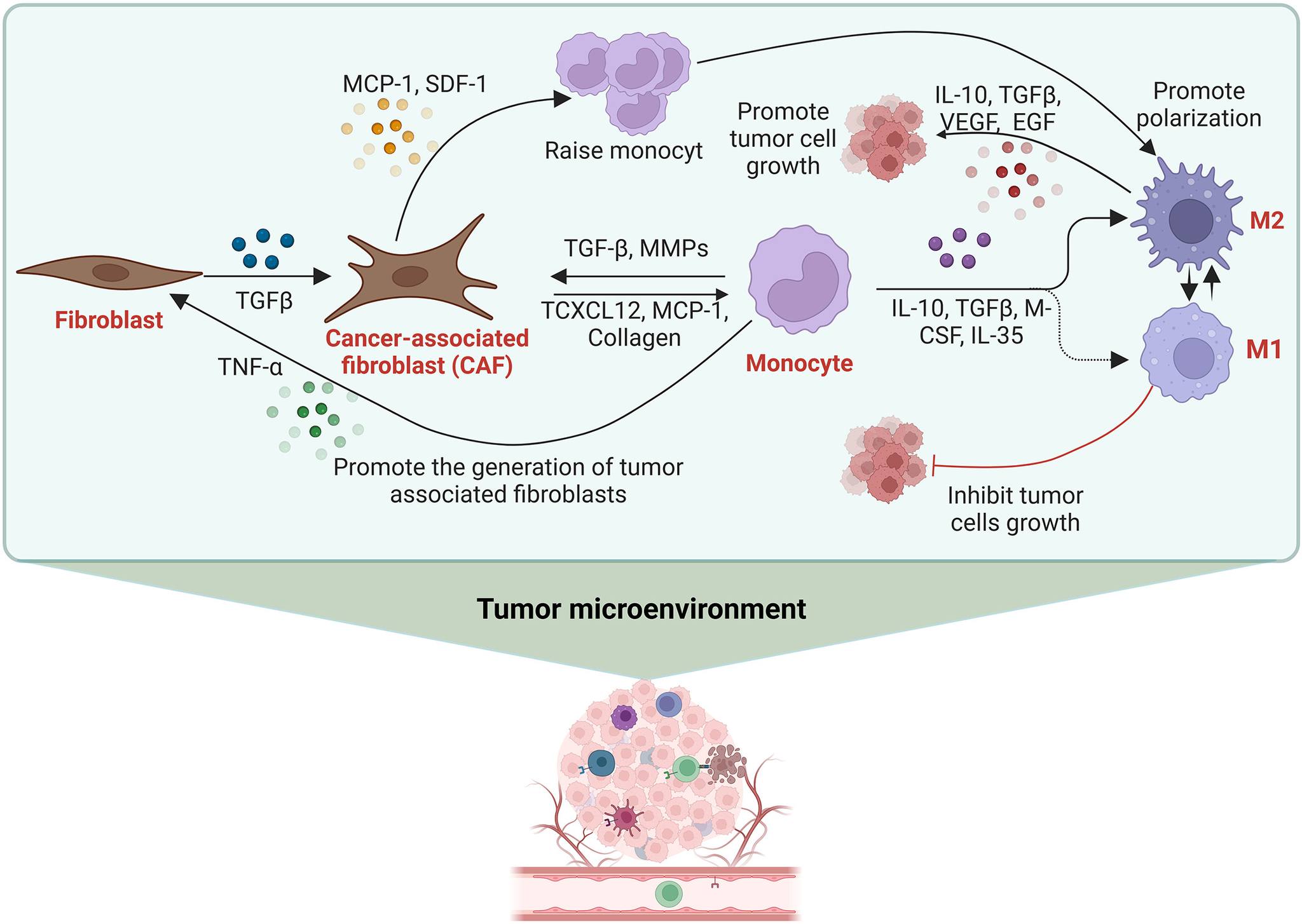 Cancer - Impact of the TAMs-CAFs Axis on tumor cell function in the ...