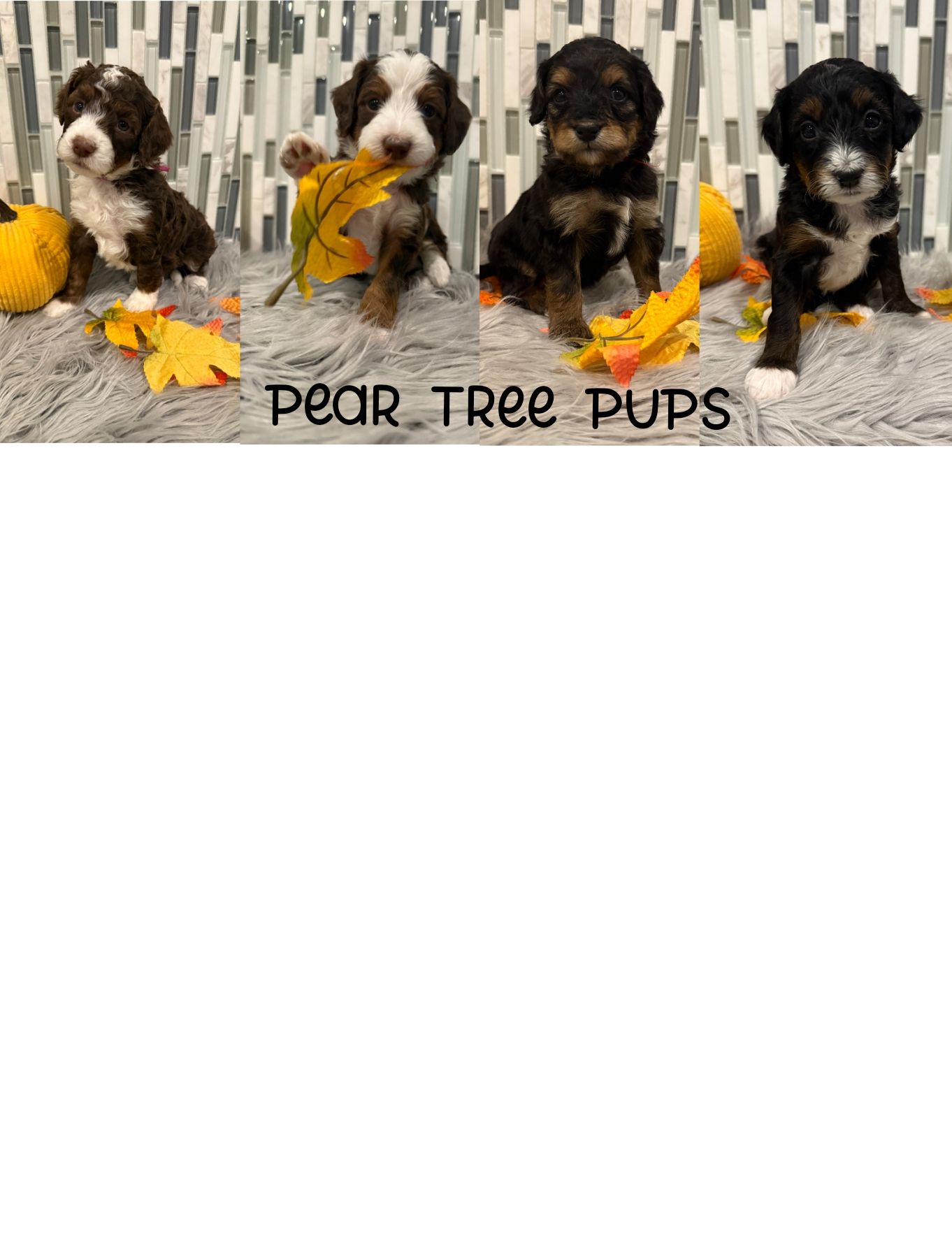 Pear Tree Pups | Springfield IL
