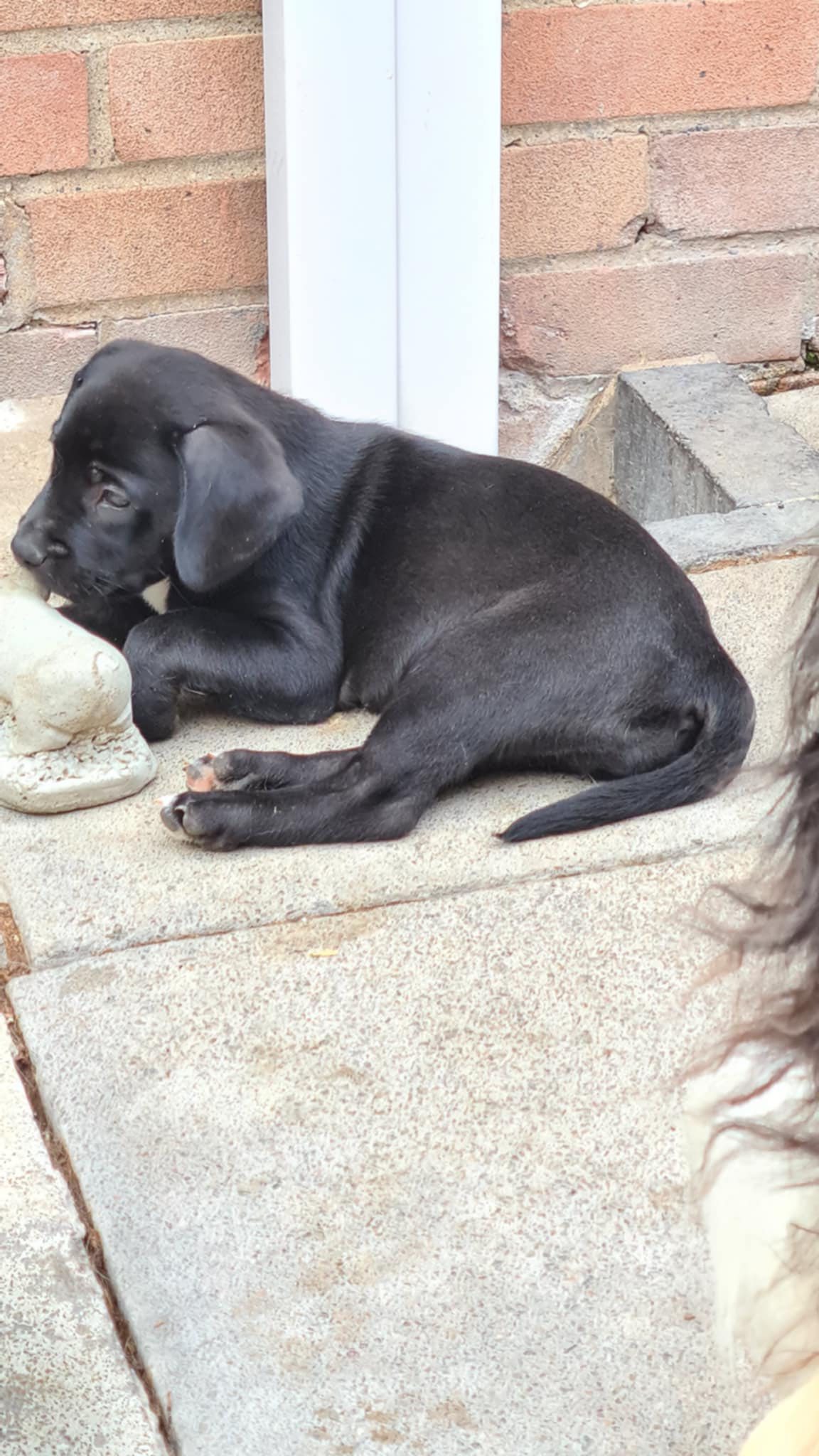 Wellidog | Grendon