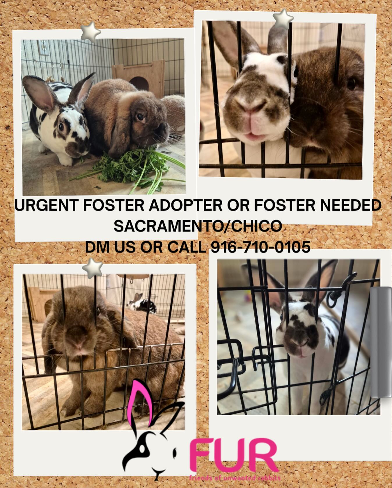 Adopter or Foster URGENTLY... - Friends of Unwanted Rabbits | Facebook