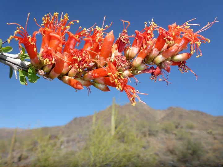 Rick - Ocotillo (Fouquieria splendens) are one of easiest plants to ...
