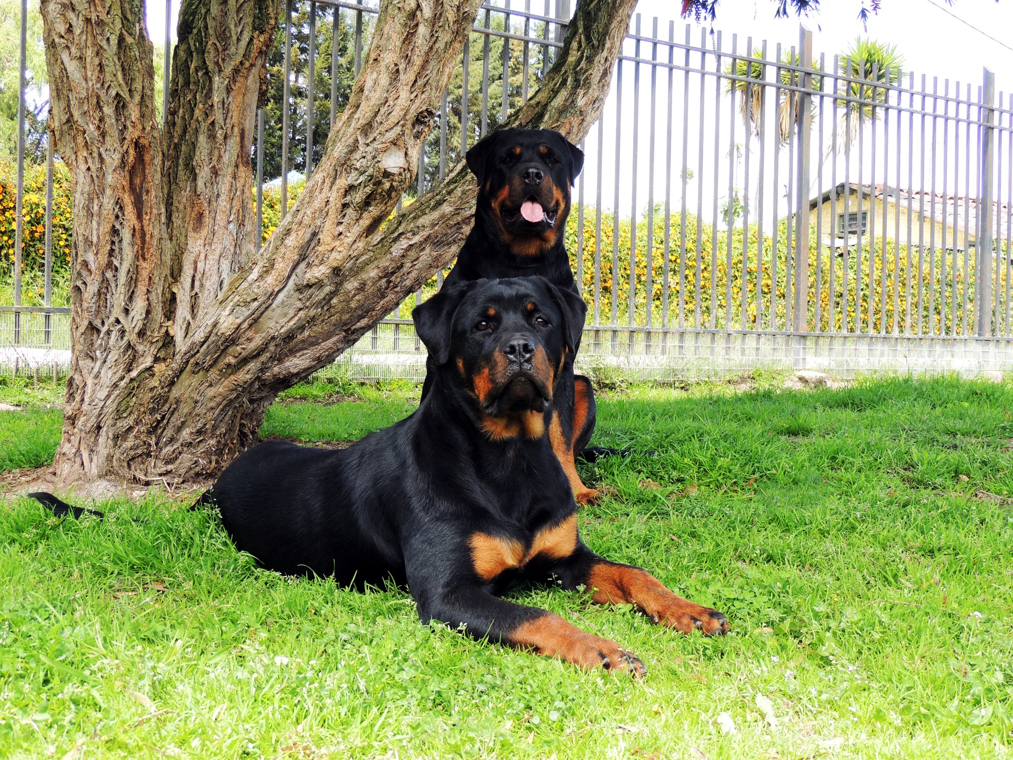 Candilejas Rottweilers | Sopó