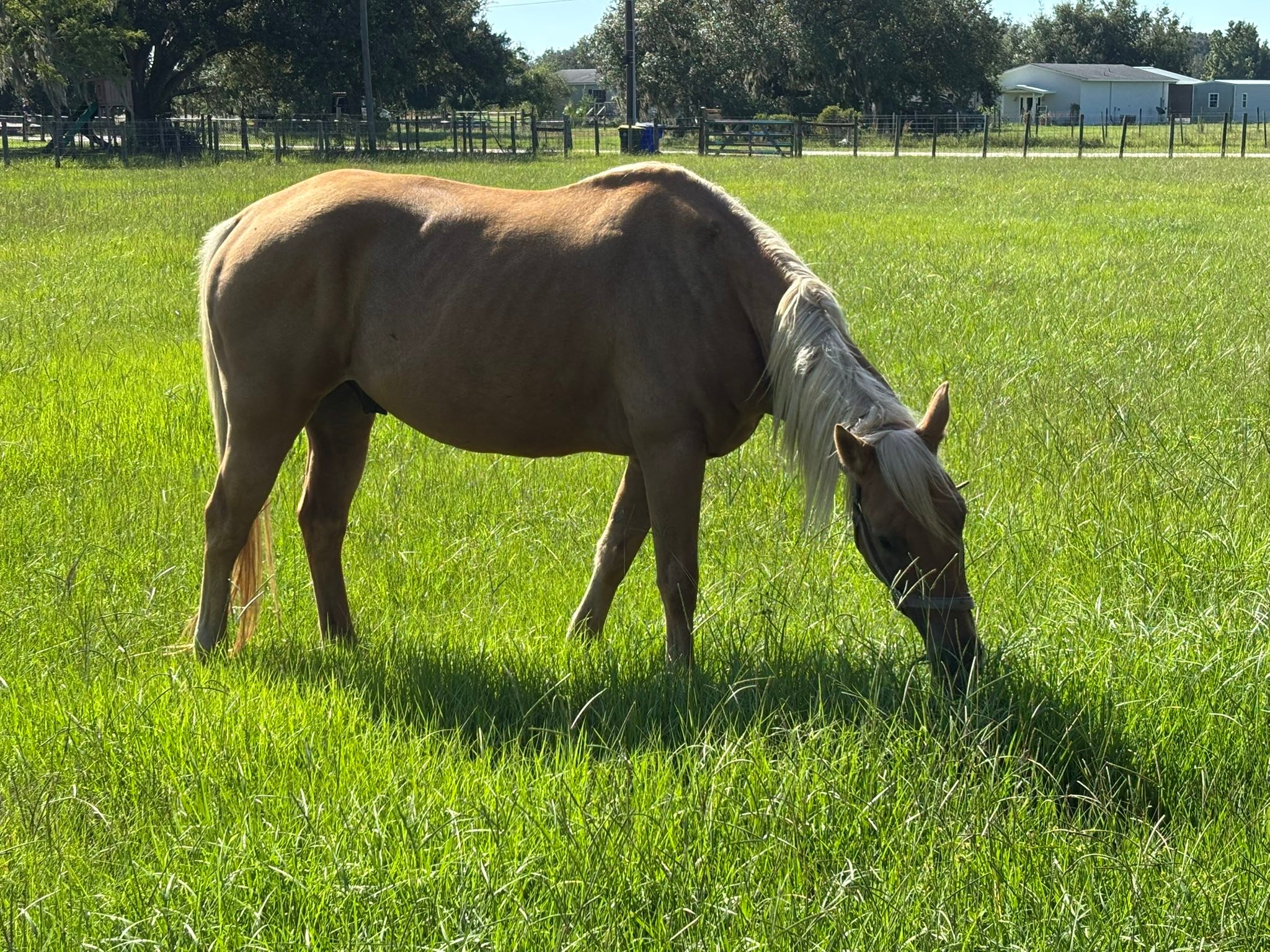 Salazar Heartland Ranch. | Sebring FL