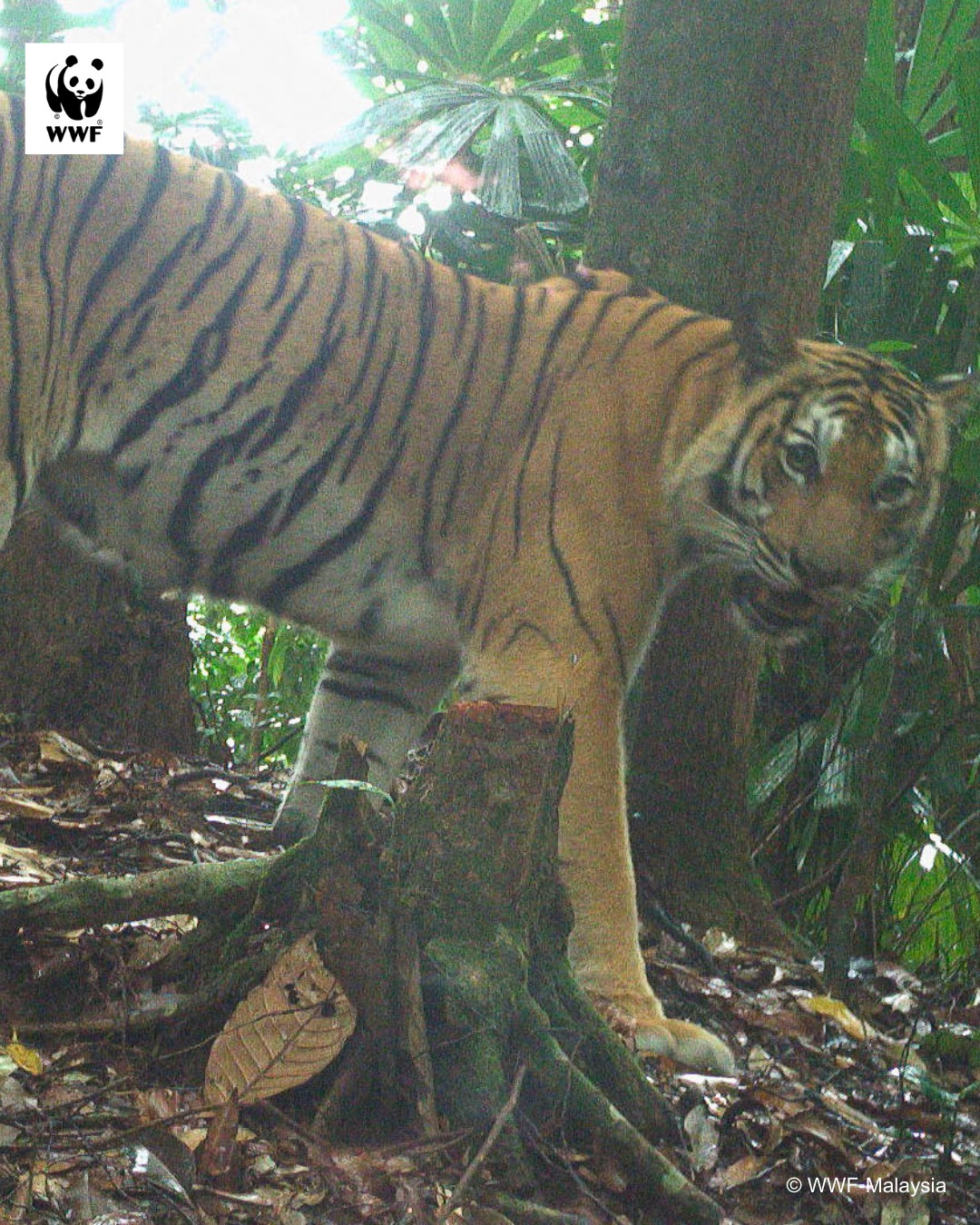 WWF-Malaysia - #didyouknow that there were 9 subspecies of tigers ...