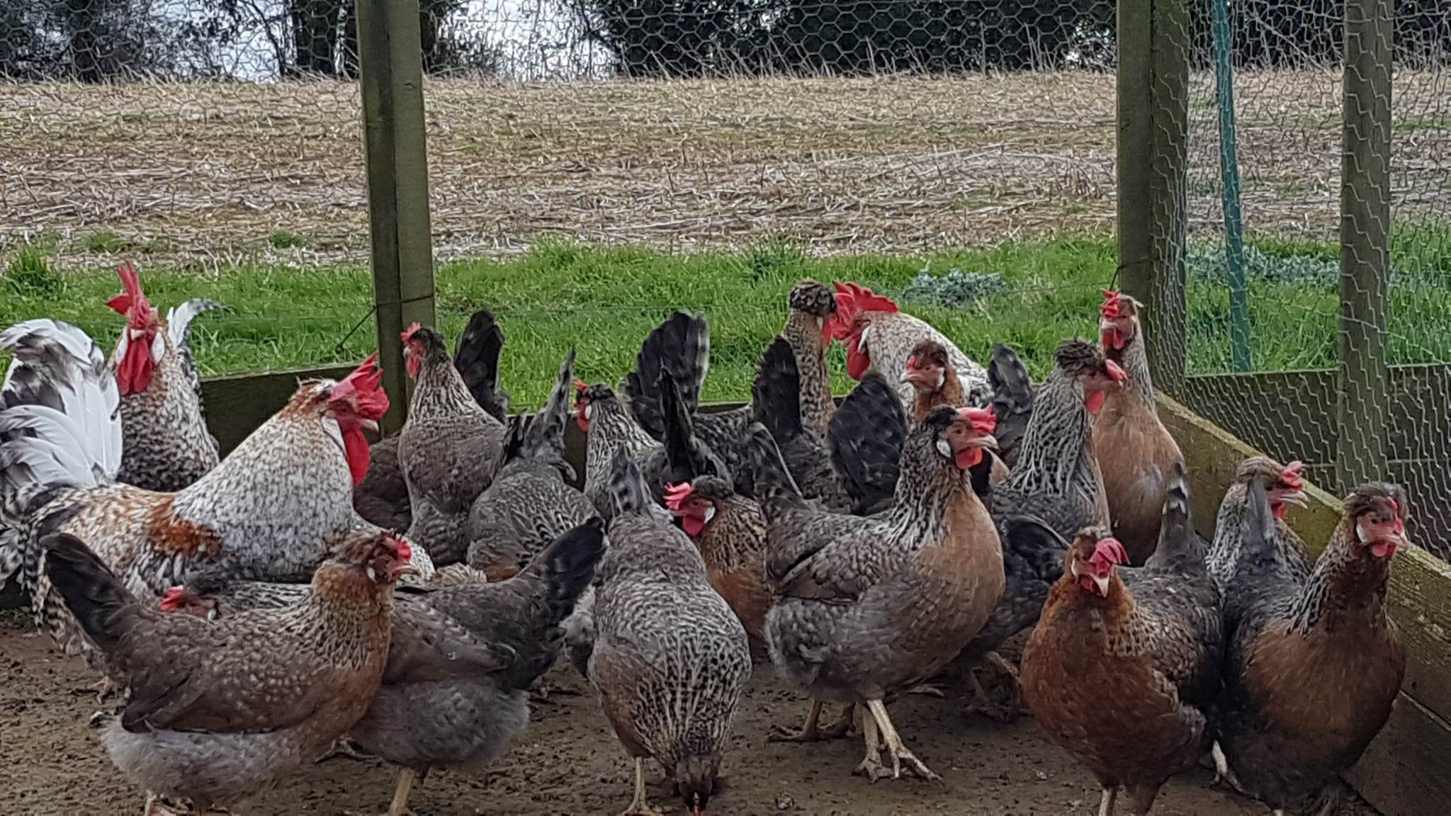 New Forest Poultry | Cadnam