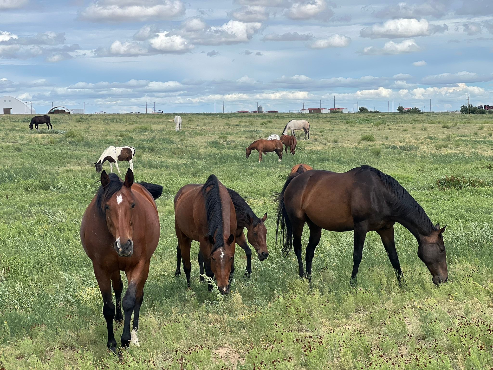 Blue Rose Ranch Horse Rescue & Adoption