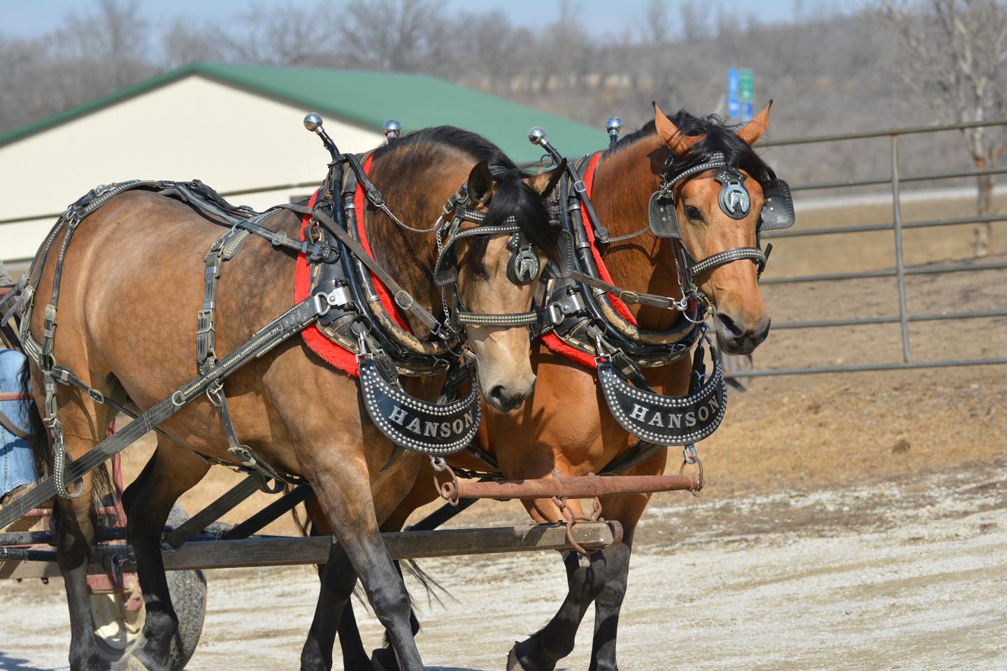 Hanson Horse Ranch | Preston MN